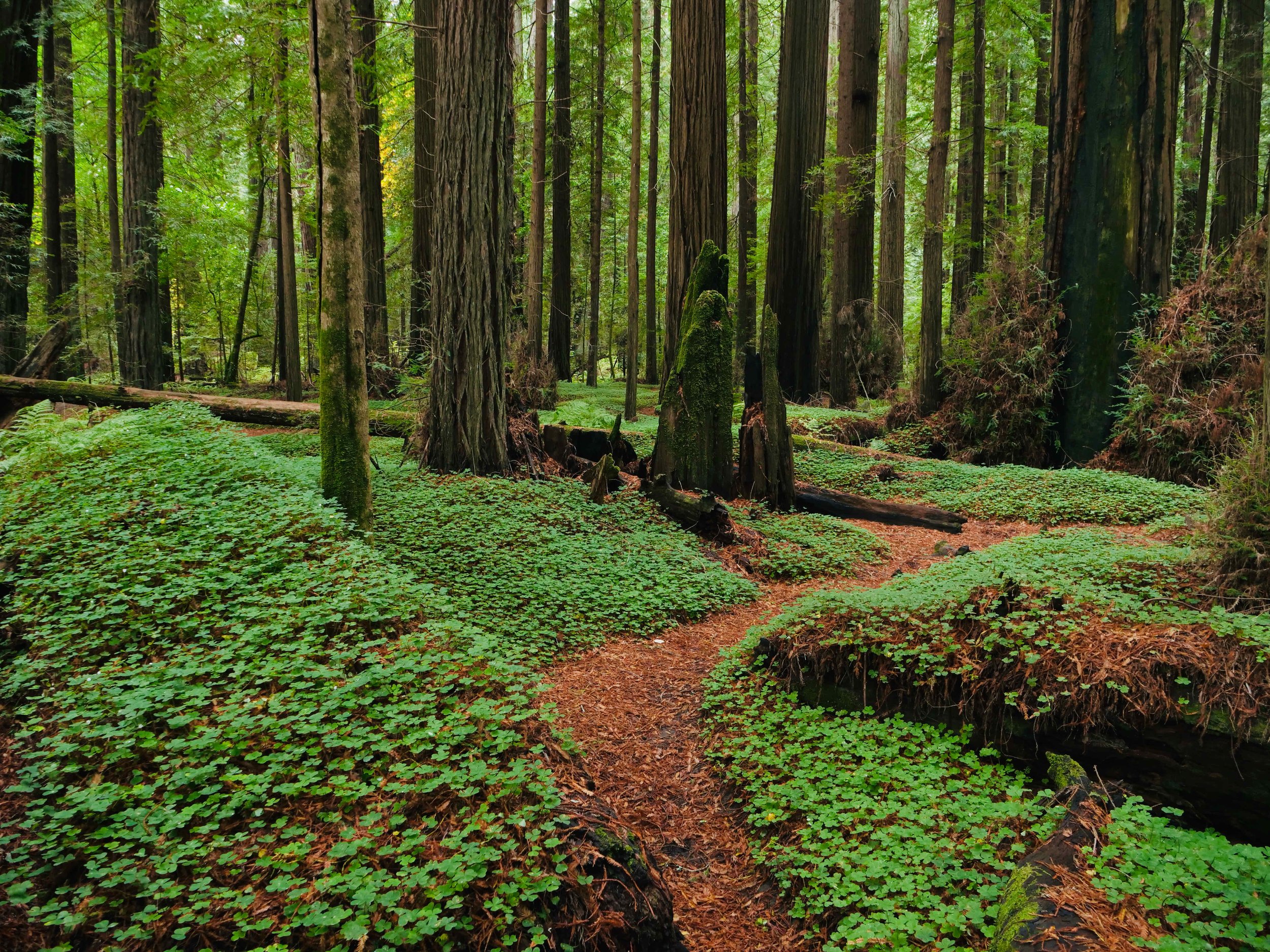 Forest Path Northern California Redwoods