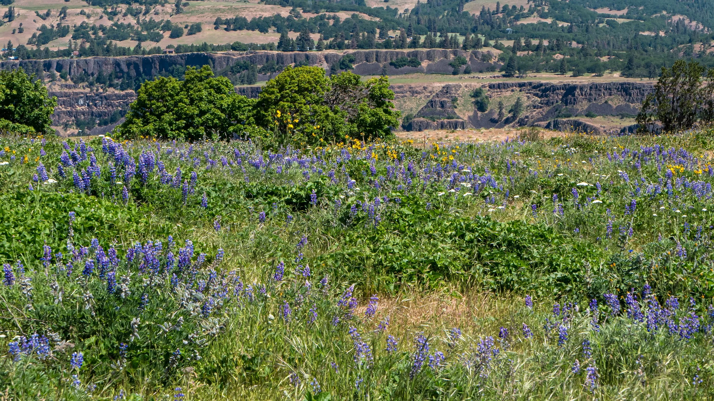 Big Leaf Lupine 16X9