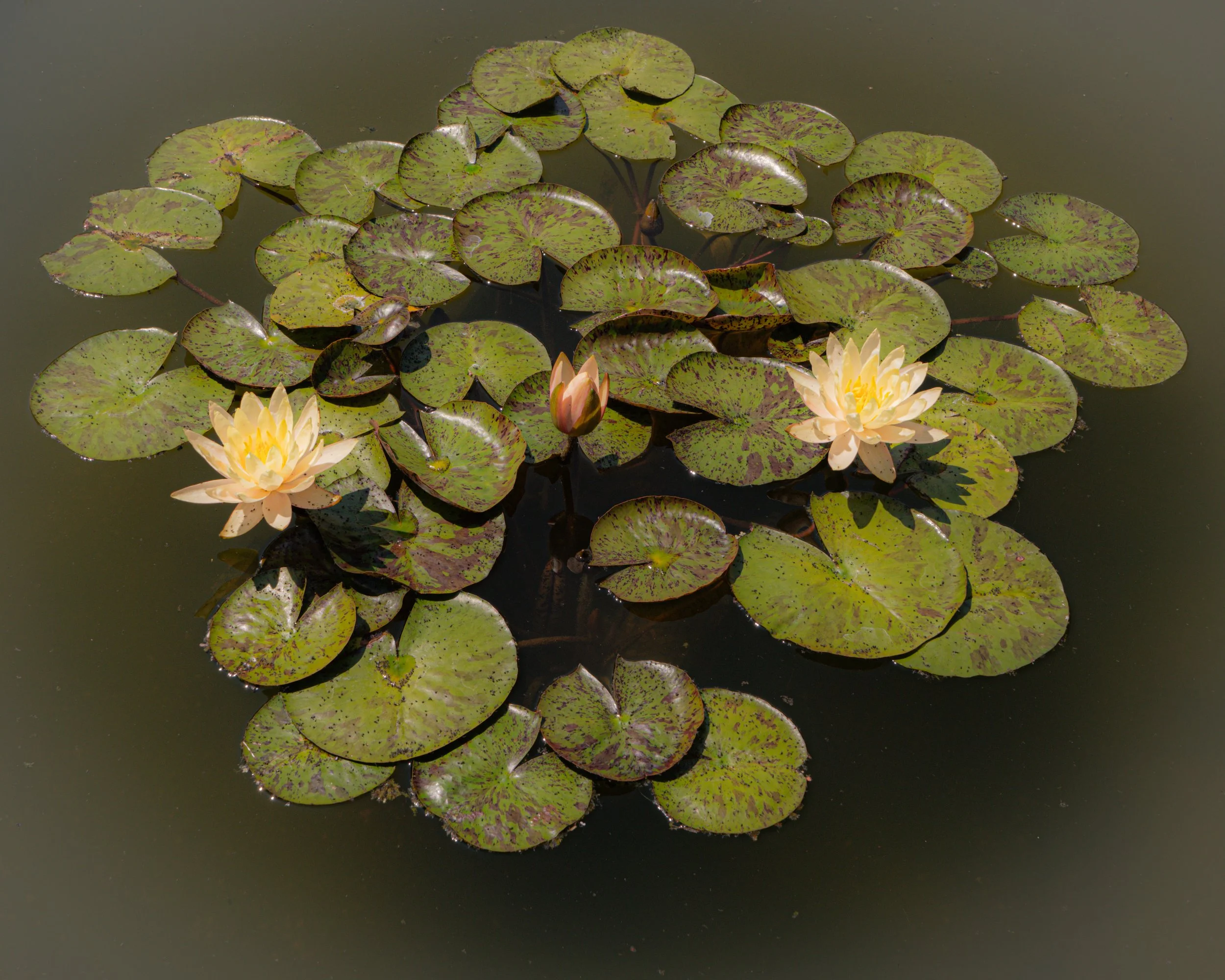 American Whiter Water Lily 1
