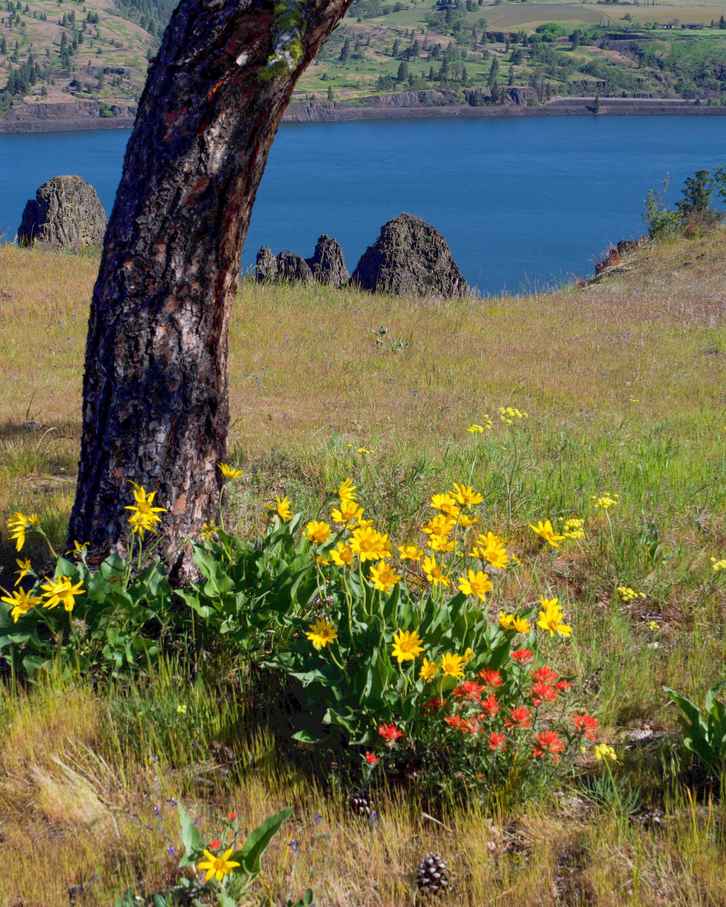 Tree, Wild Flowers and Columbia River