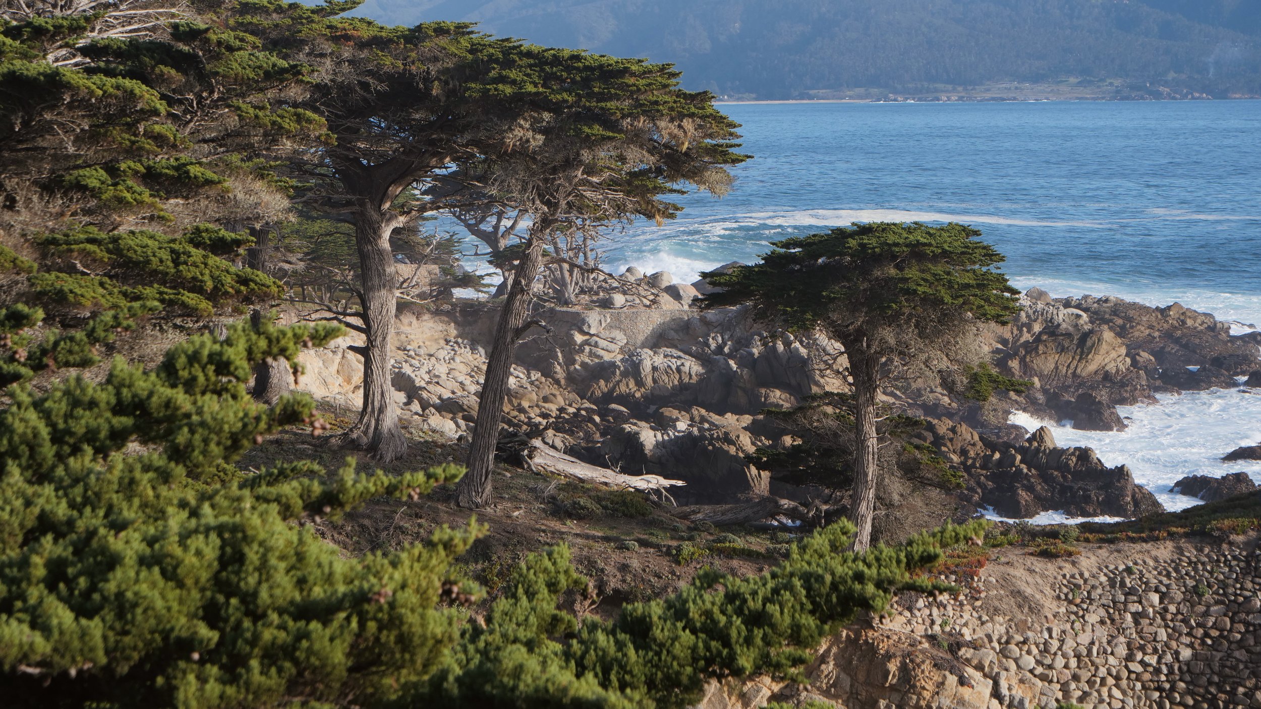 Cypress Trees, California Coast, 16X9