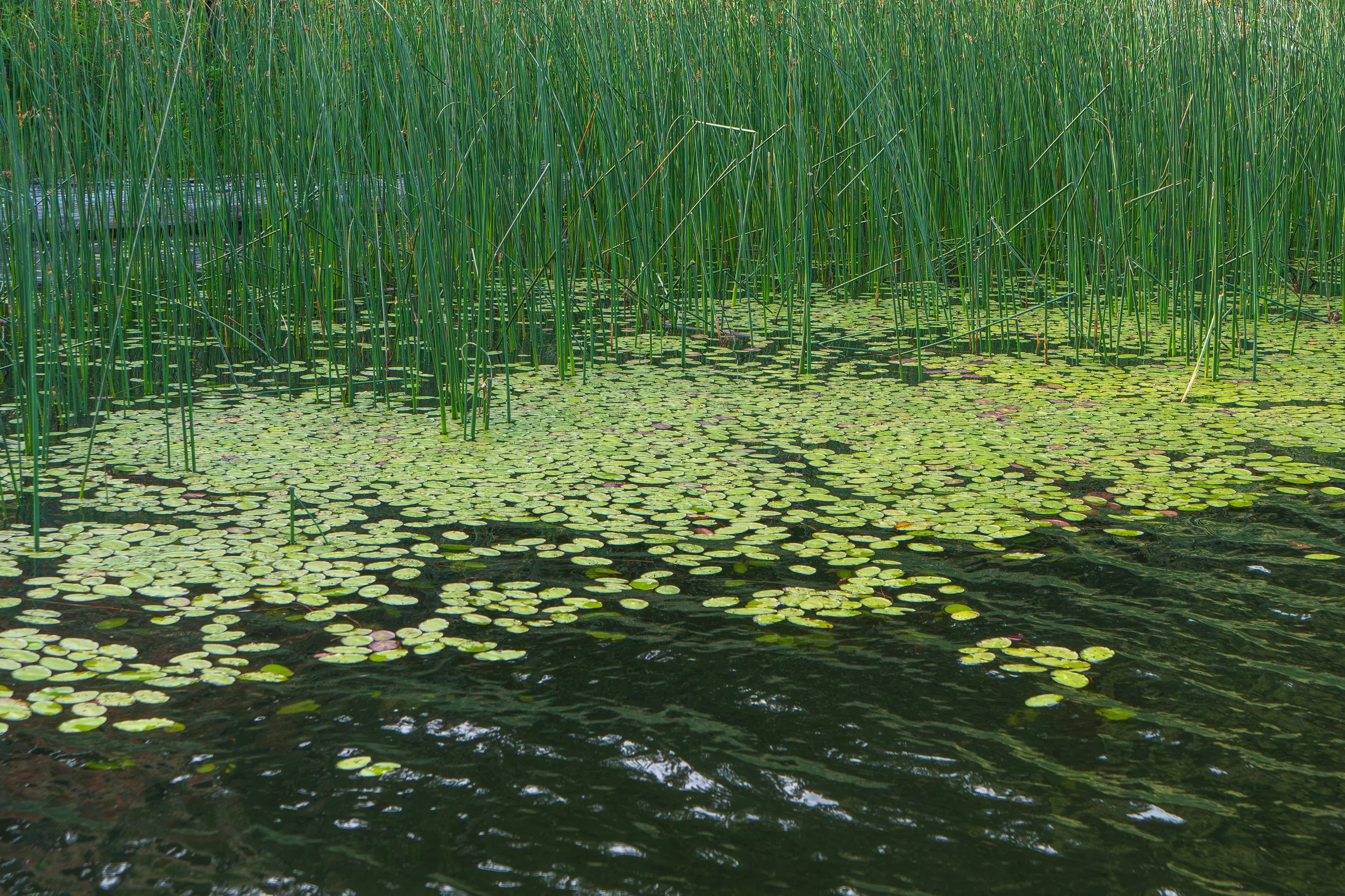 Lily Pads and Reeds Along a Peaceful Coastal Pond 