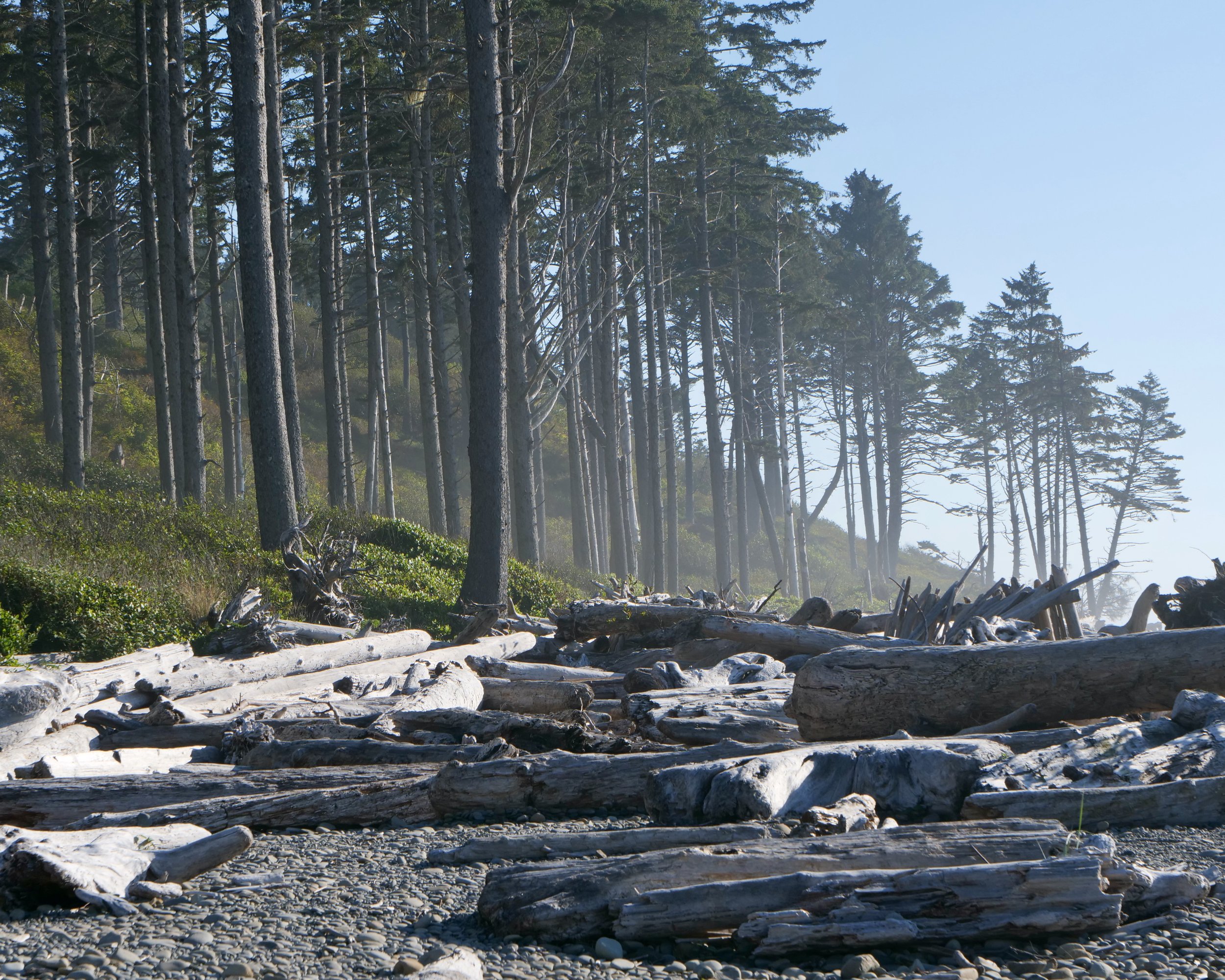 Forest and Ocean Beach logs.