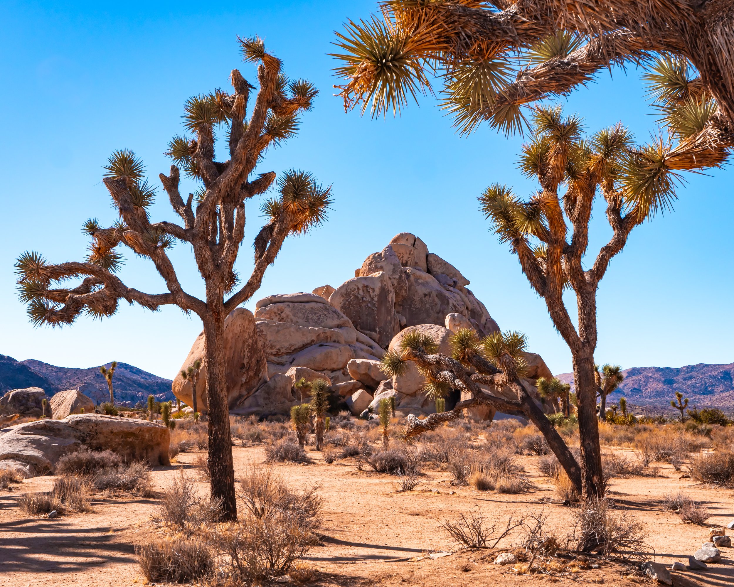Two Joshua Trees and Rock Formation