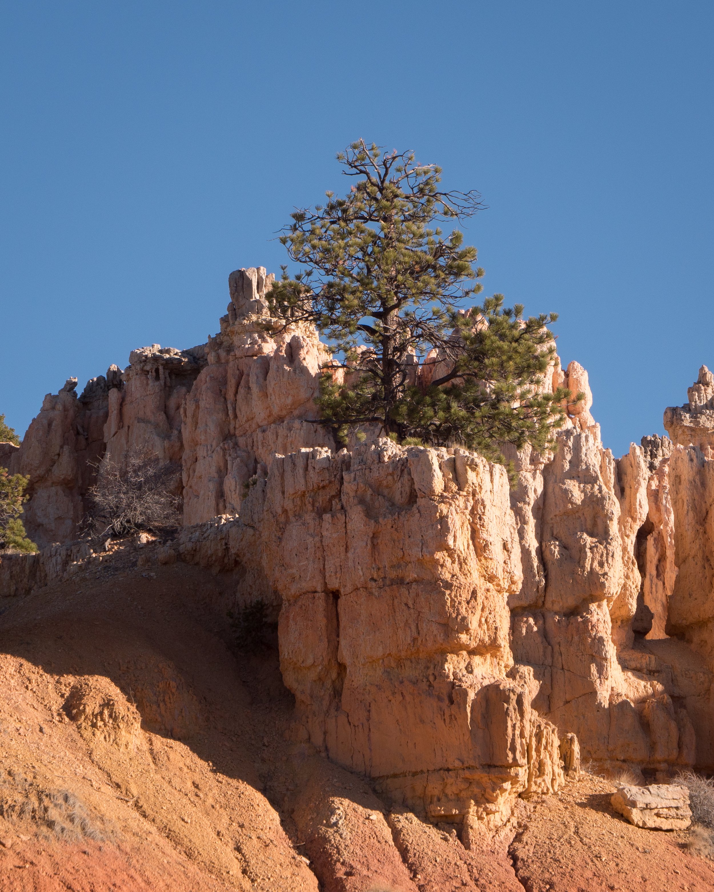 Tree Growing Out of Hoodoos 