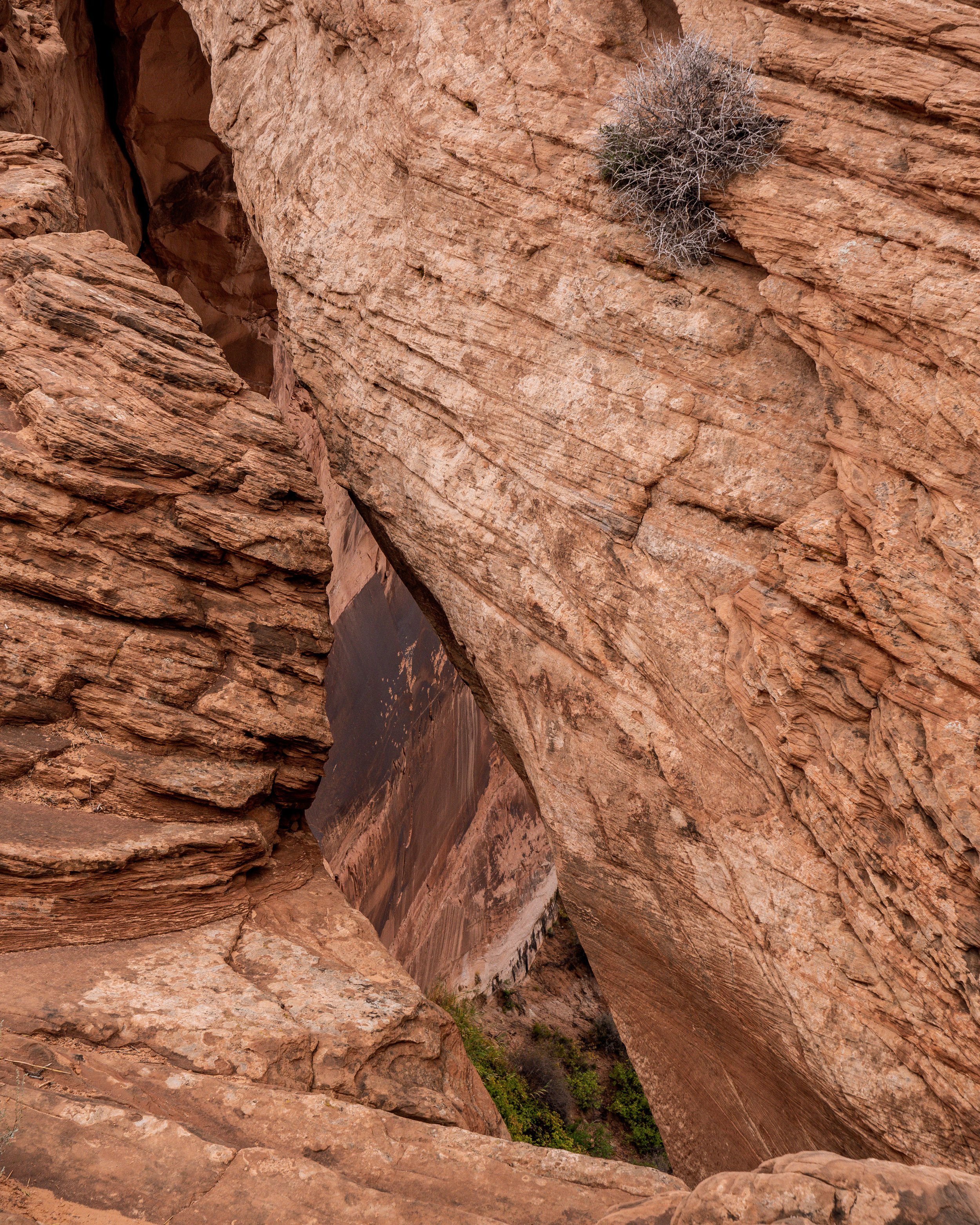 Lone Sage, Canyonlands National Park