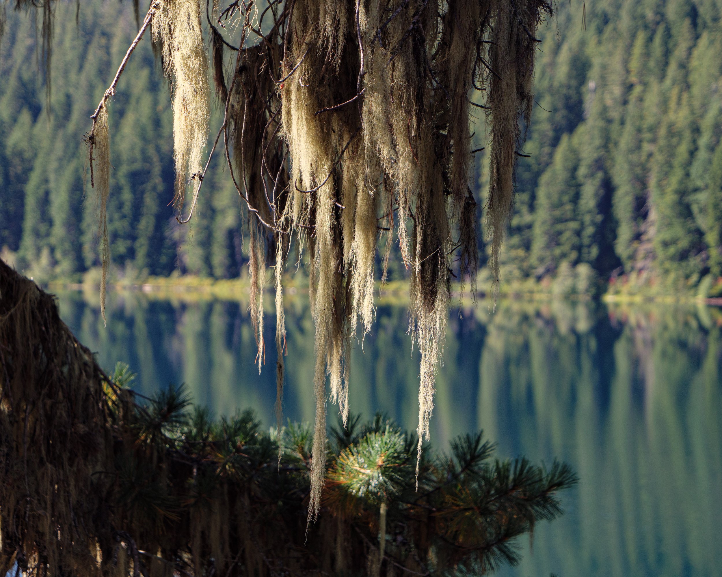 Moss/Lichen, Clear Lake and Forest