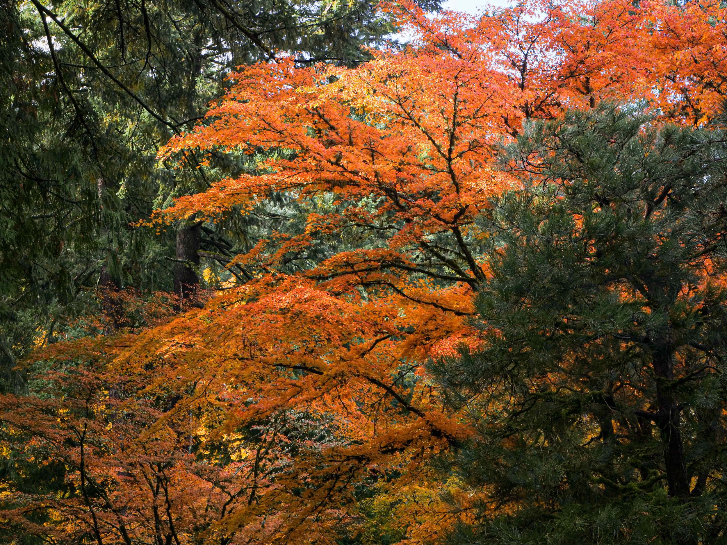 Fall Maples and Pines
