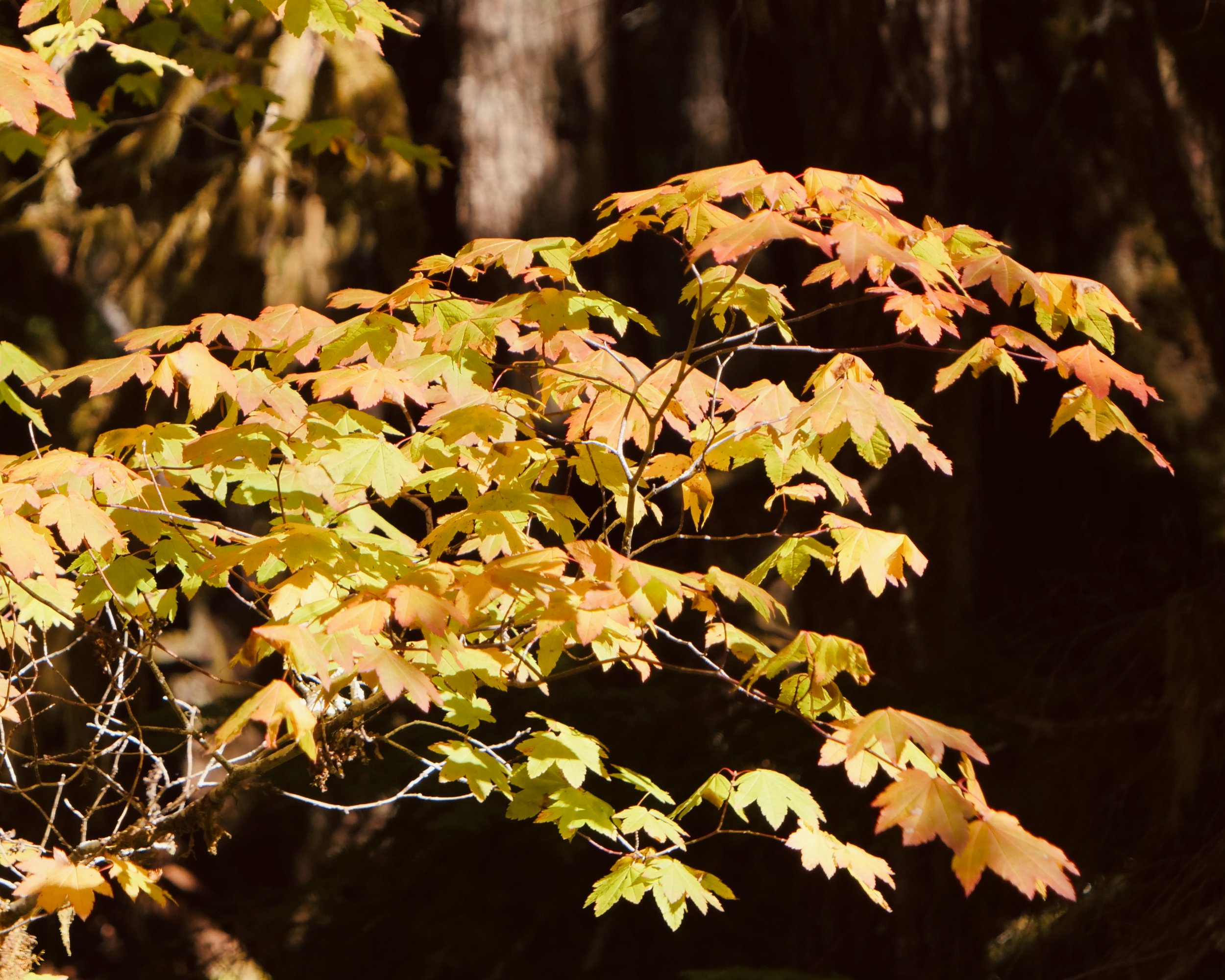 A Maple tree in full Autumn regalia.