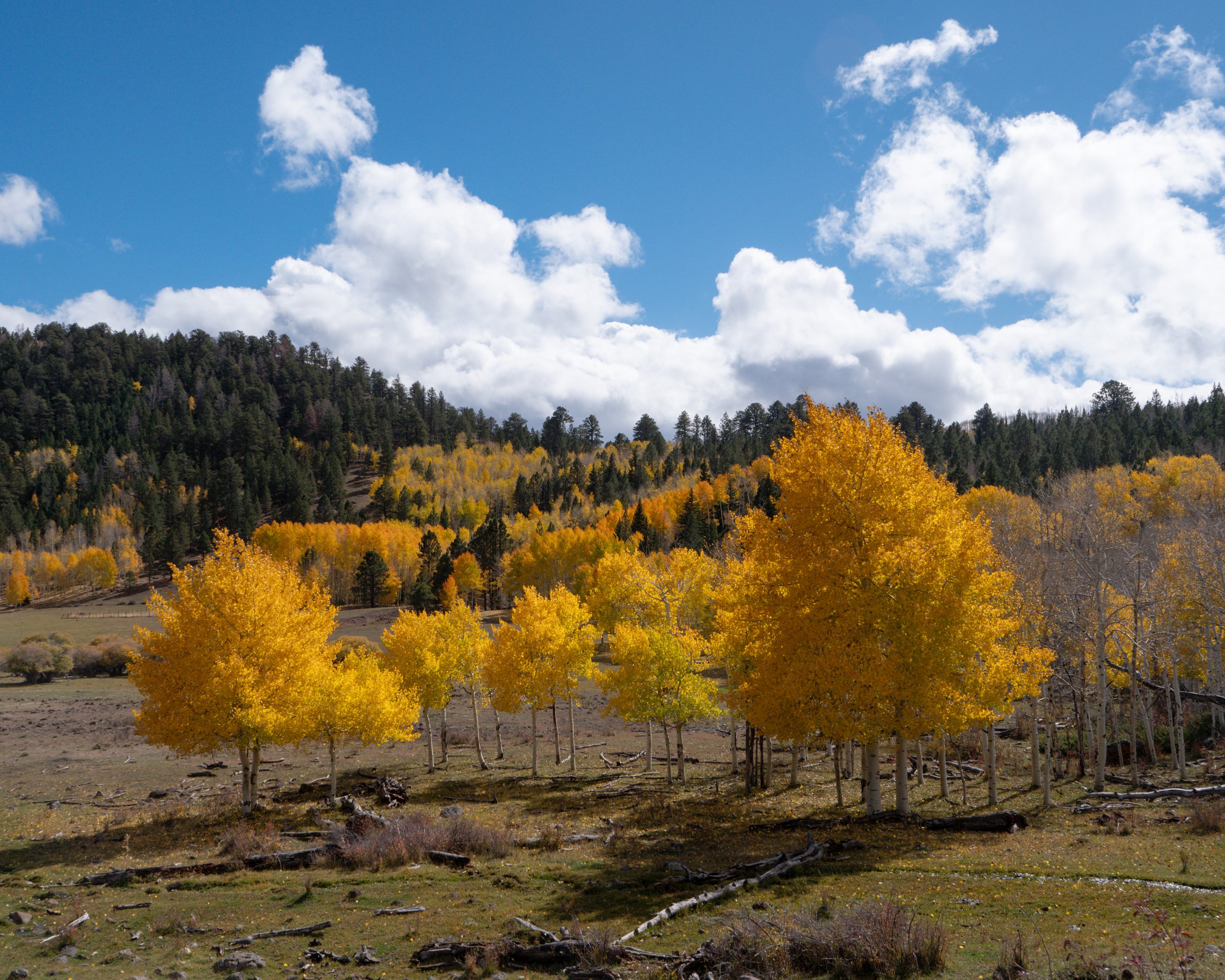 Fall Foliage Near Boulder Utah