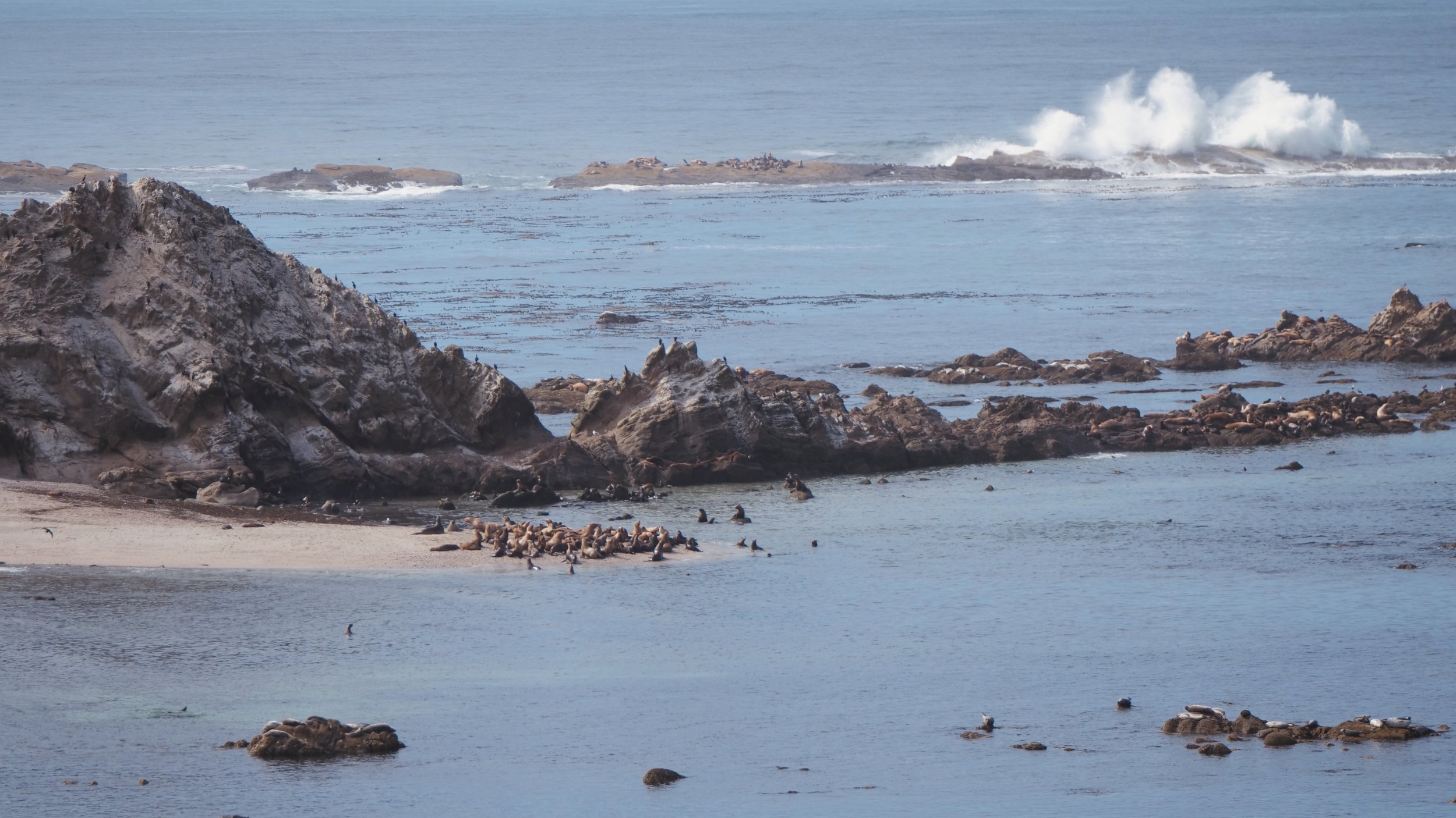 Sea Lions and Wave Crash - Shore Acres 16X9