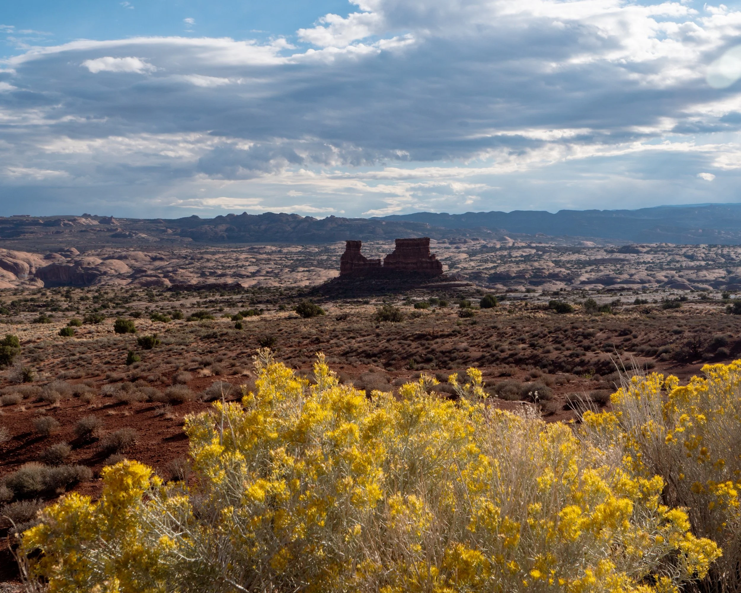 Yellow Bush (Rabbit Bush), Arches NP
