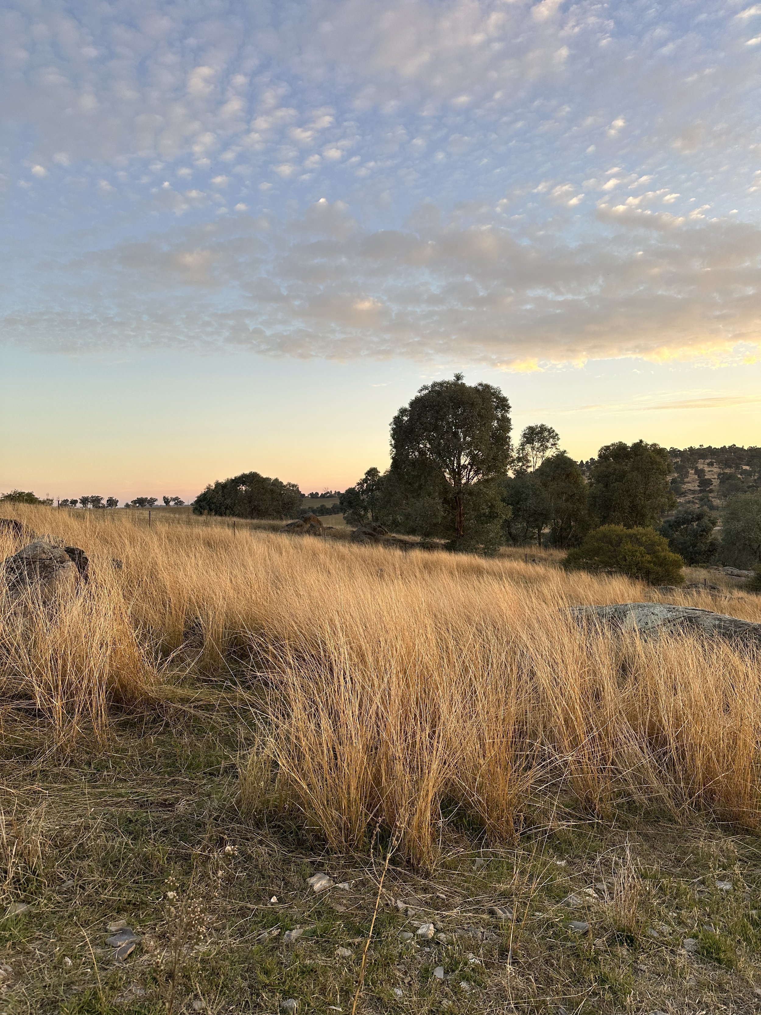 Embracing Equanimity: Finding Balance in Life's Ups and Downs