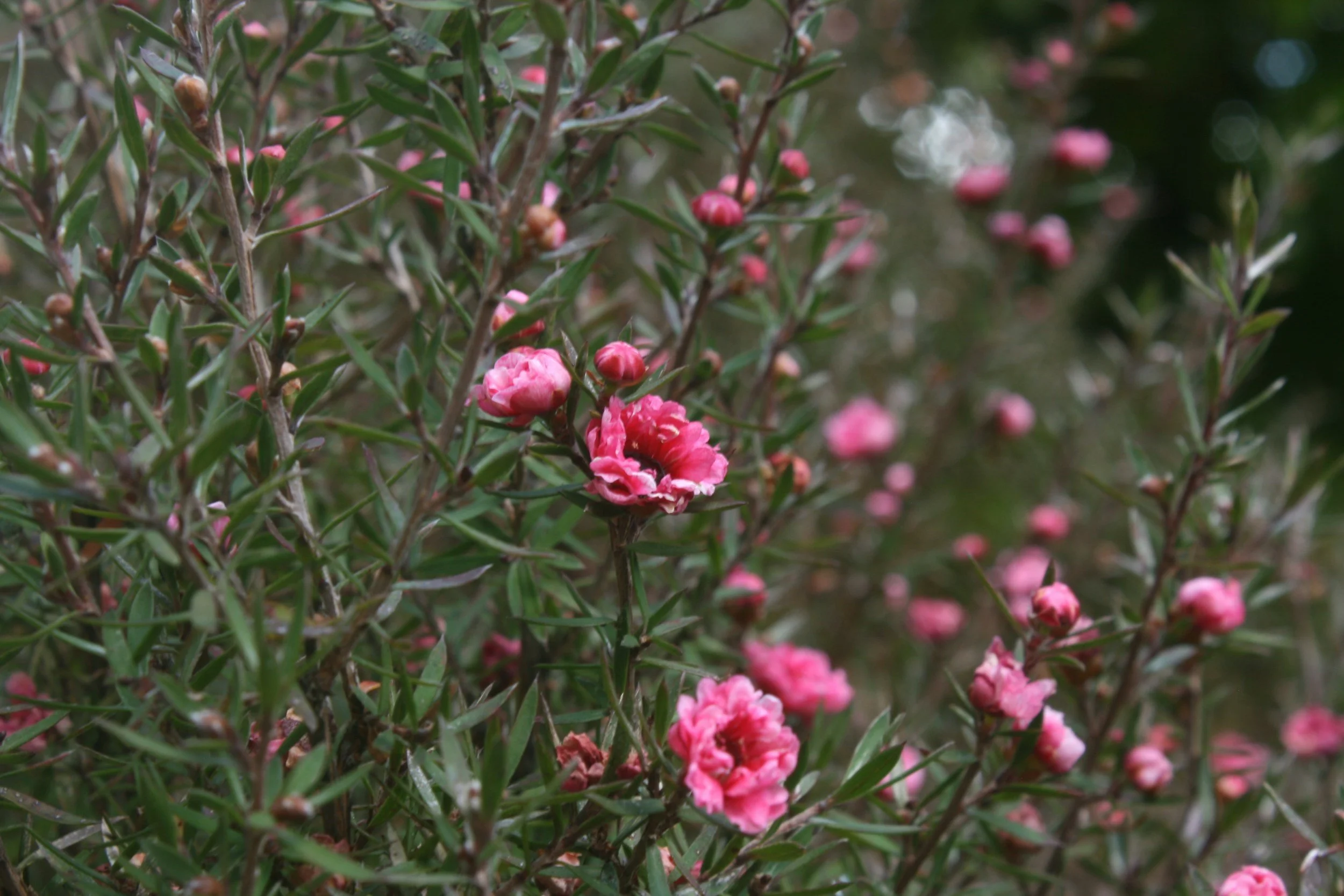Manuka Honey Essential Oil: A Potent Skincare Ally