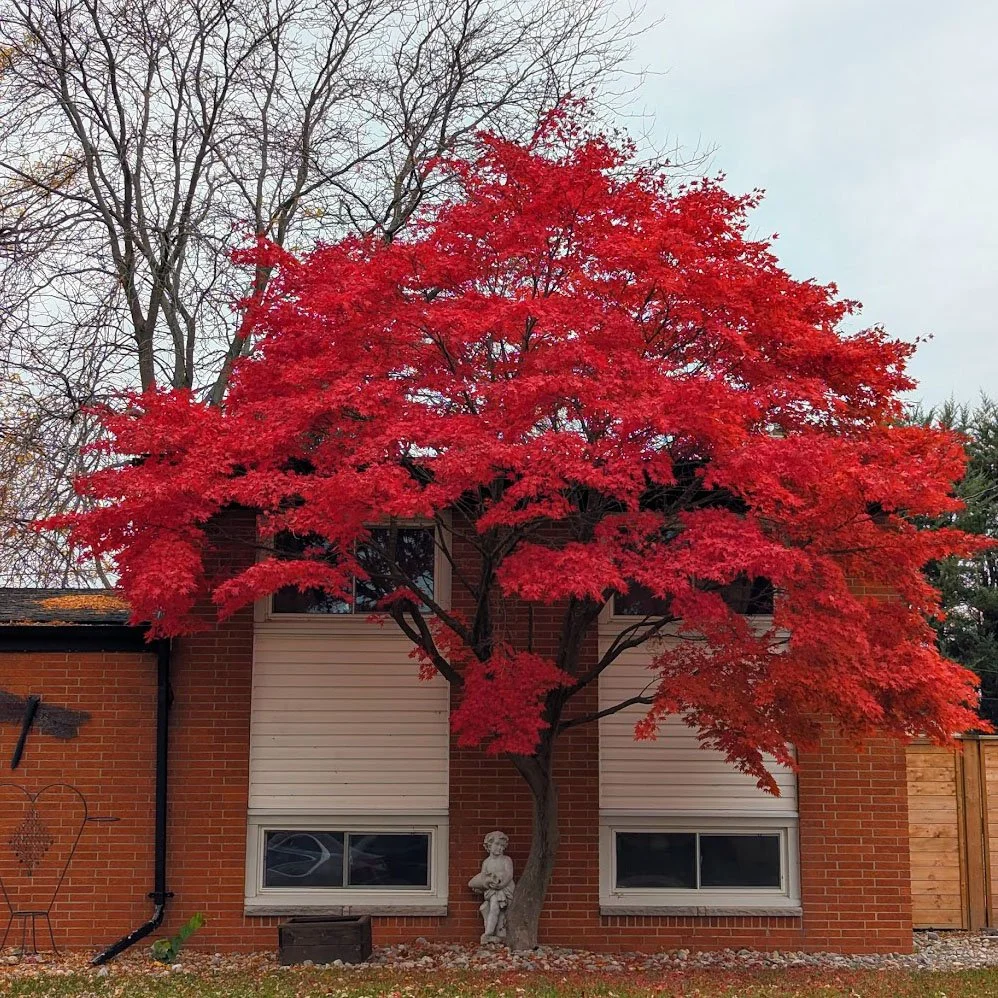 A Brief  Visit to Windsor