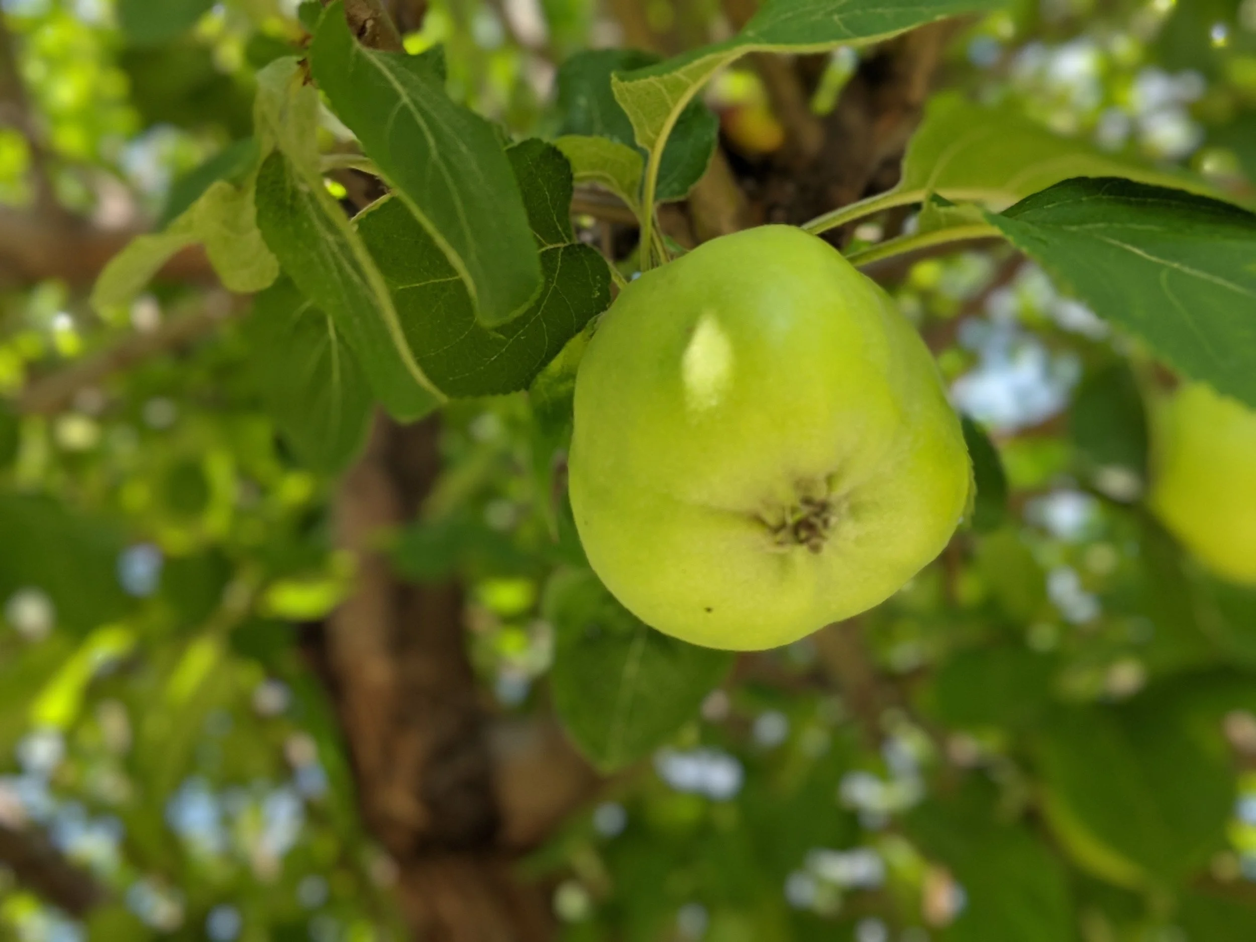 A Pop of Green