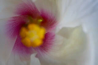 H is for Hibiscus.jpeg