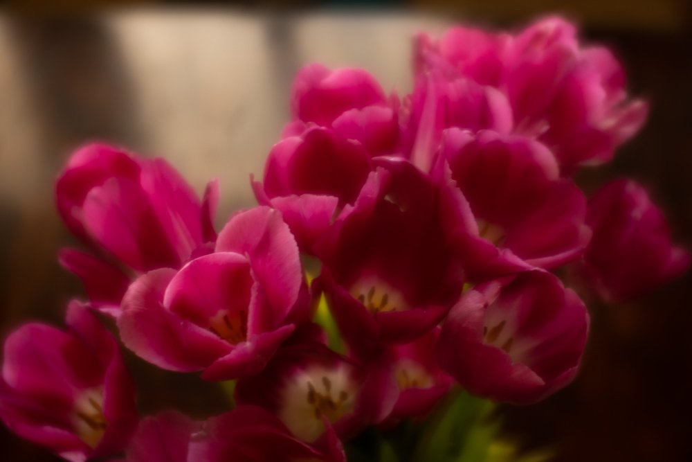 MonicaMcLean_soft focusII_Tulips-1-1.jpg