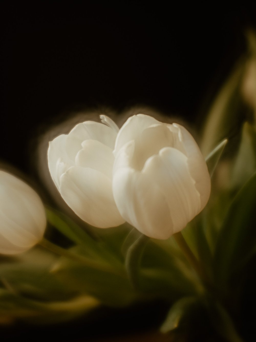 MonicaMcLean_soft focus II_Tulips-2-2.jpg