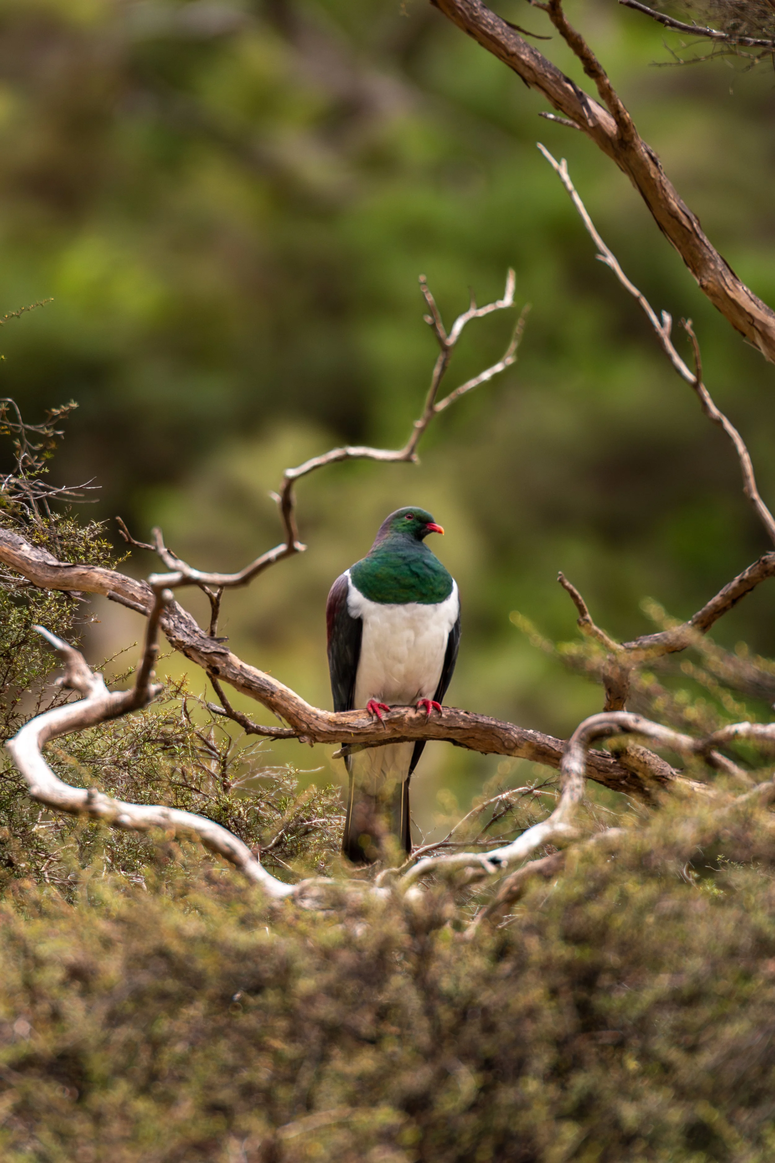 Feathered Aotearoa