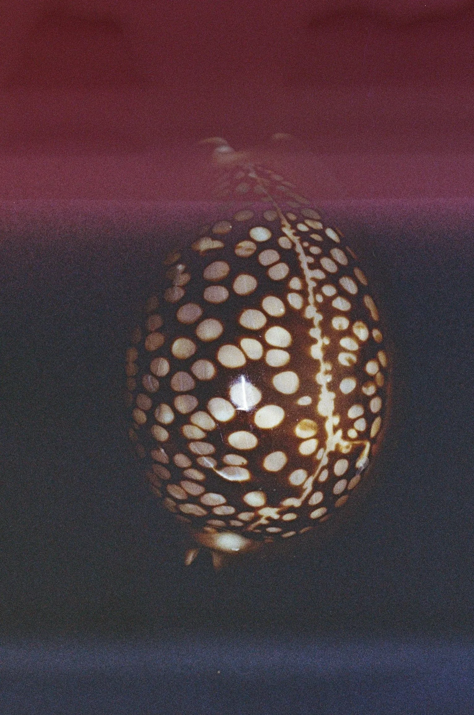 Midnight-Cypraea-LR-000076900027.jpg