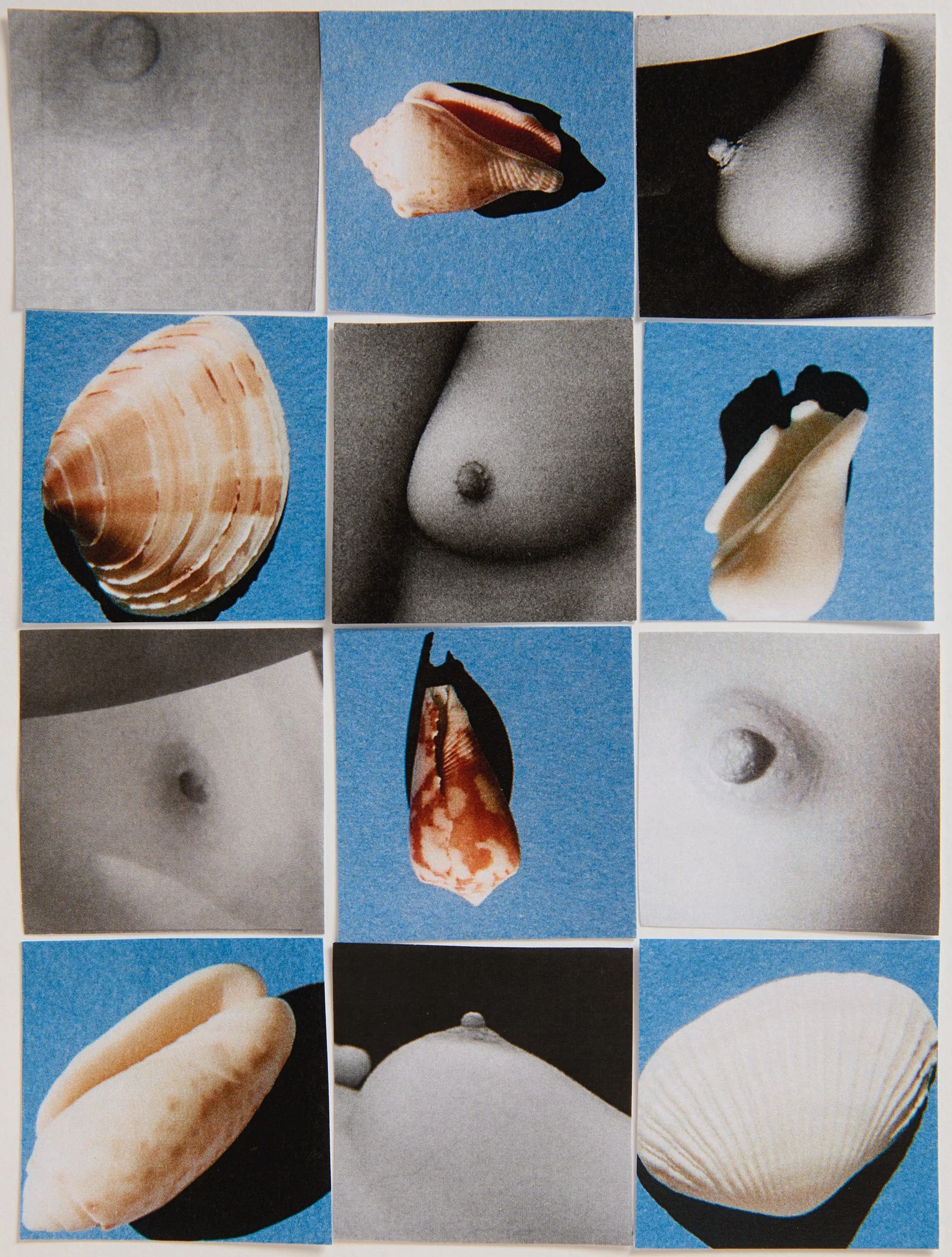 6-6Boobs6Shells.jpg