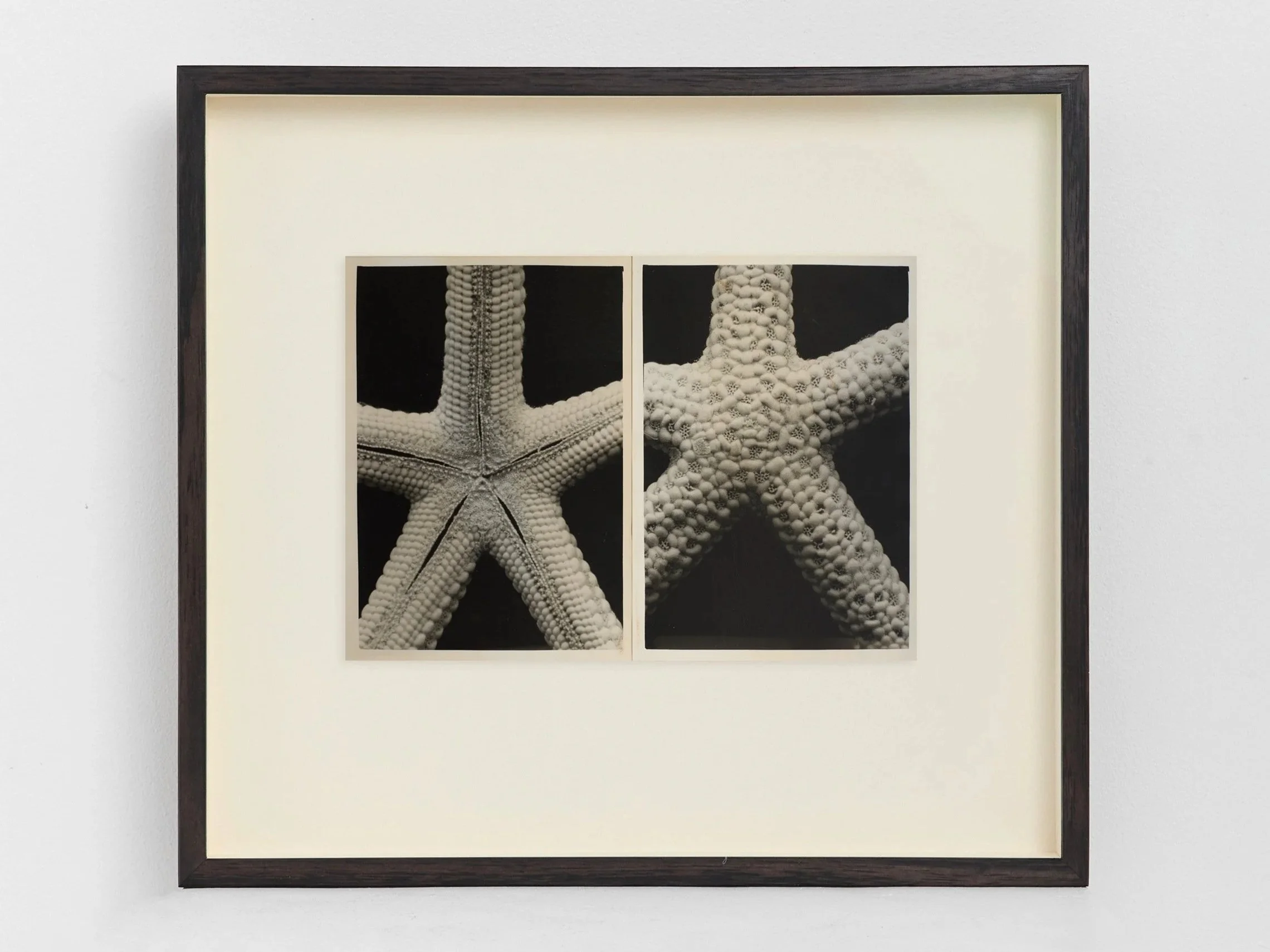 Back To Front Starfish