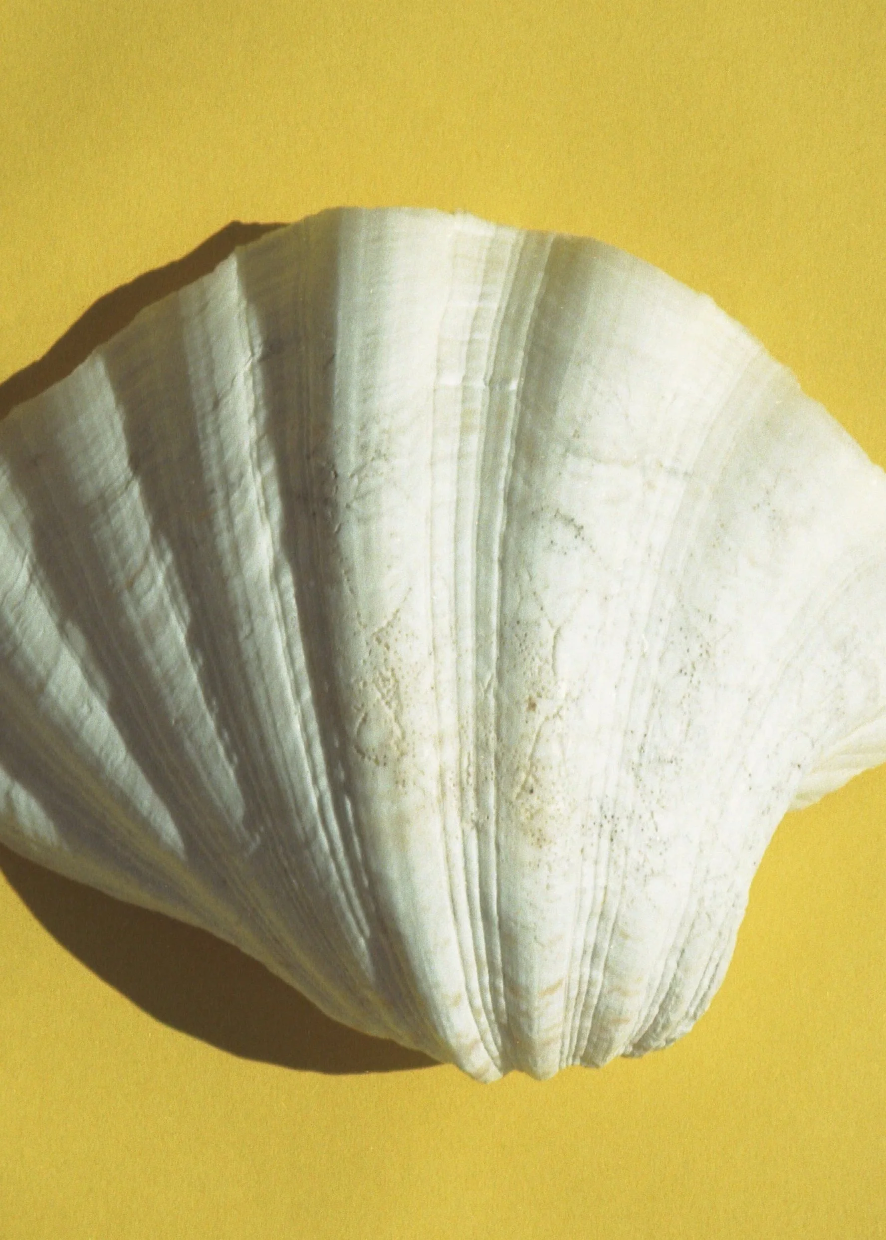 A-Shell-On-Yellow.jpg