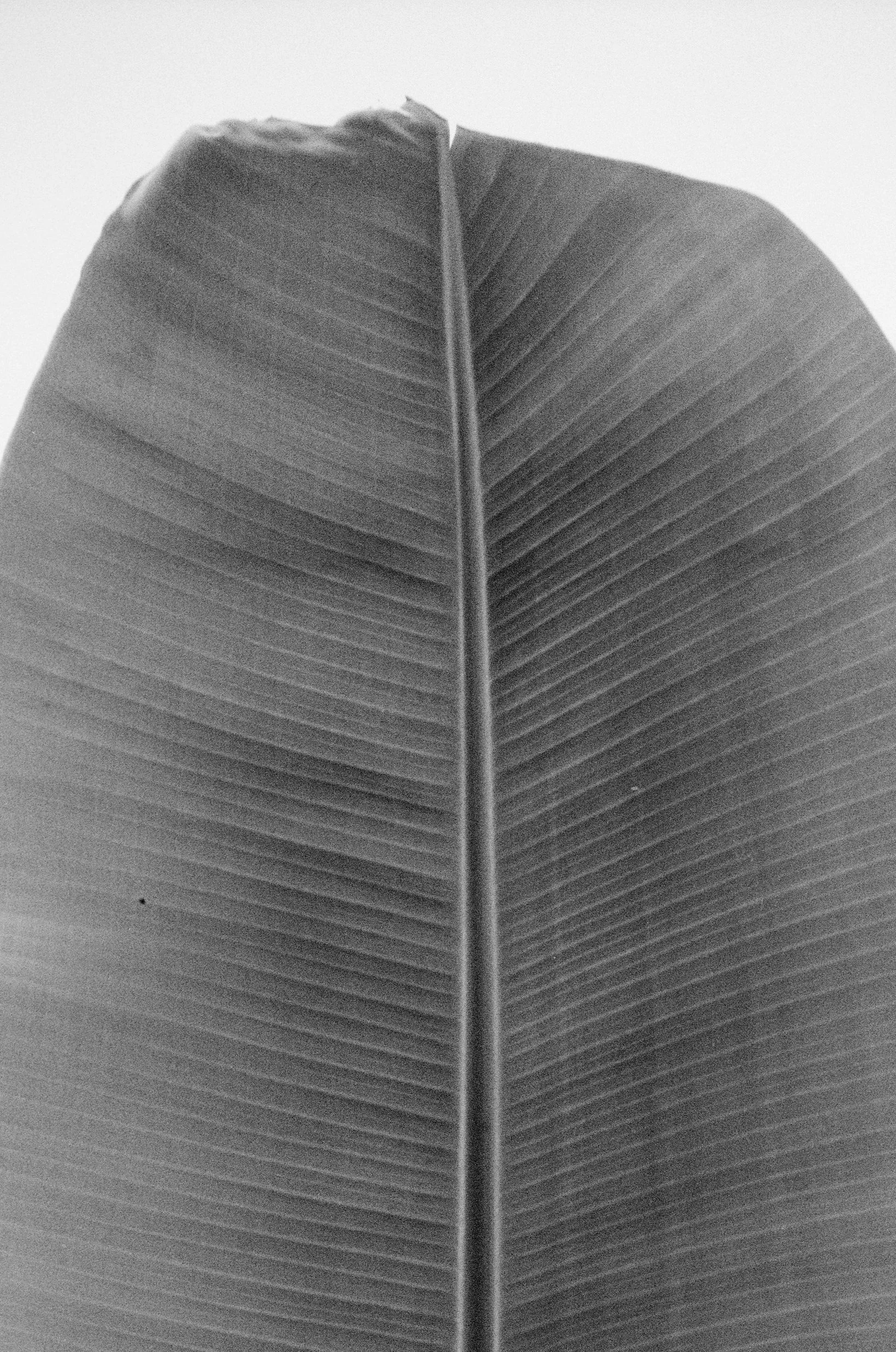 Stand-Tall-LR-000048770029.jpg