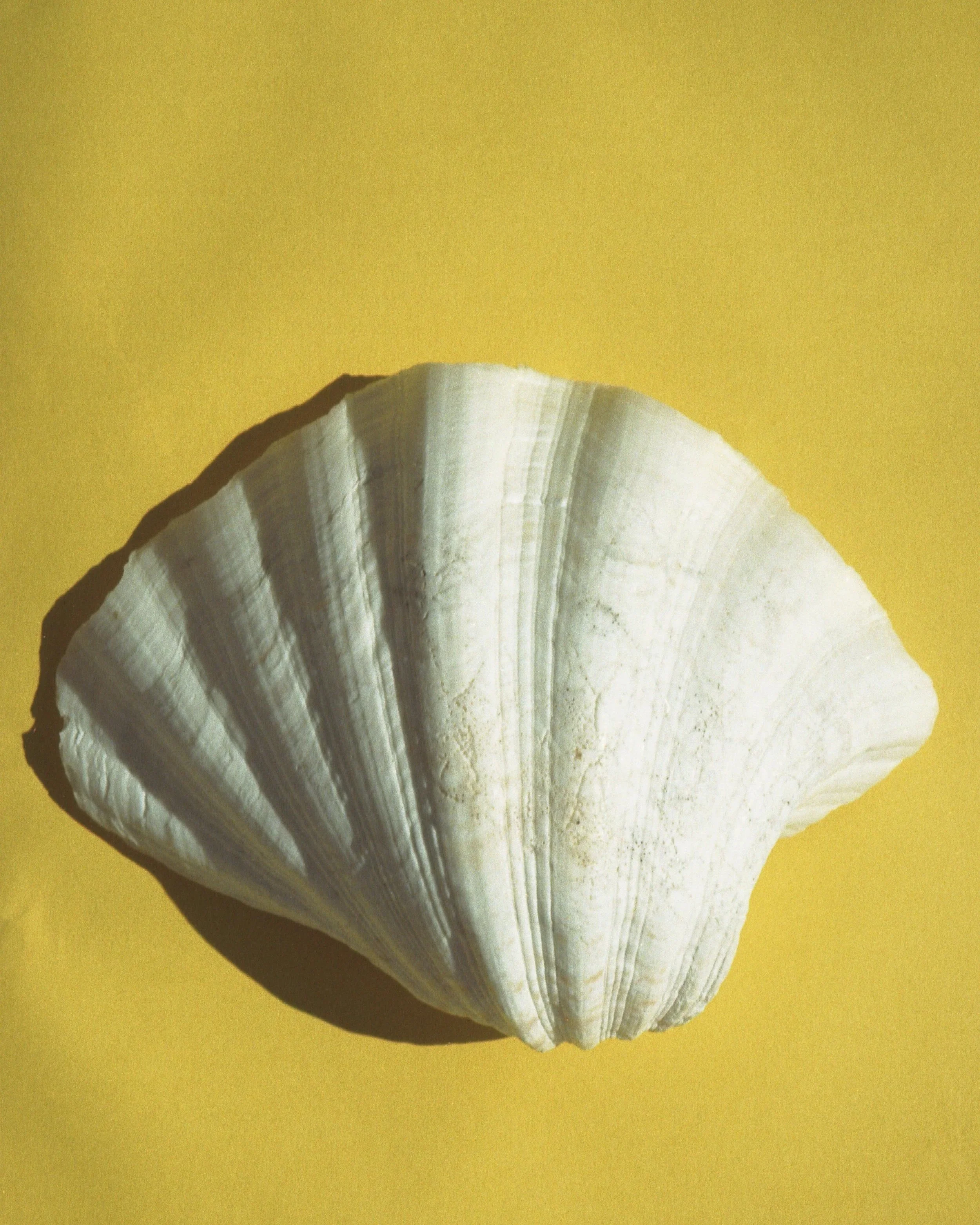 A-Shell-On-Yellow.jpg