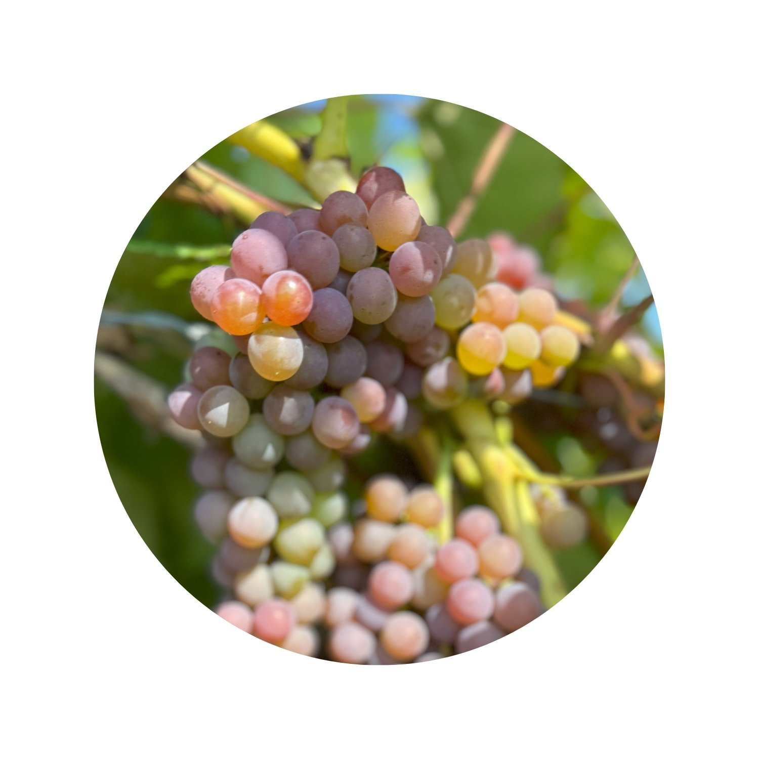 Canadice grapes on vines