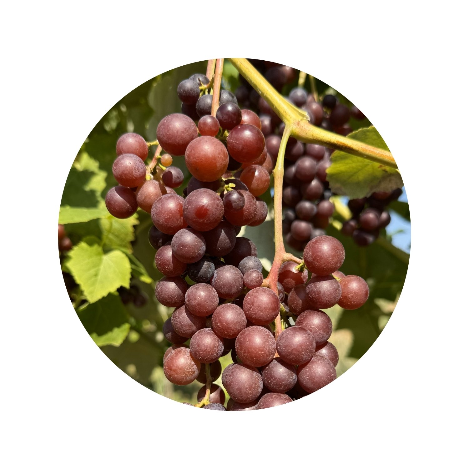 New York Muscat Grapes on Vines