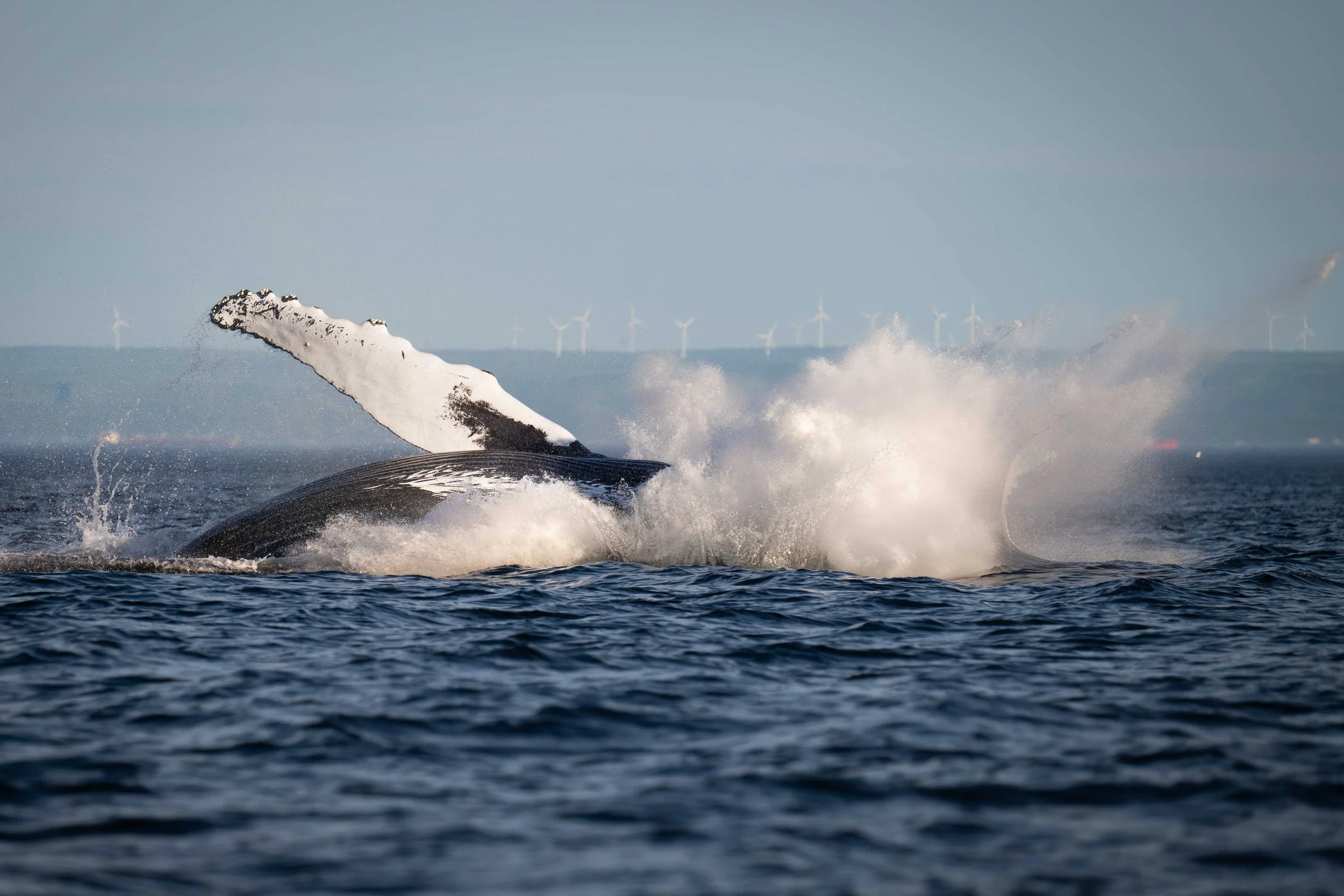 baleine à bosse tadoussac 