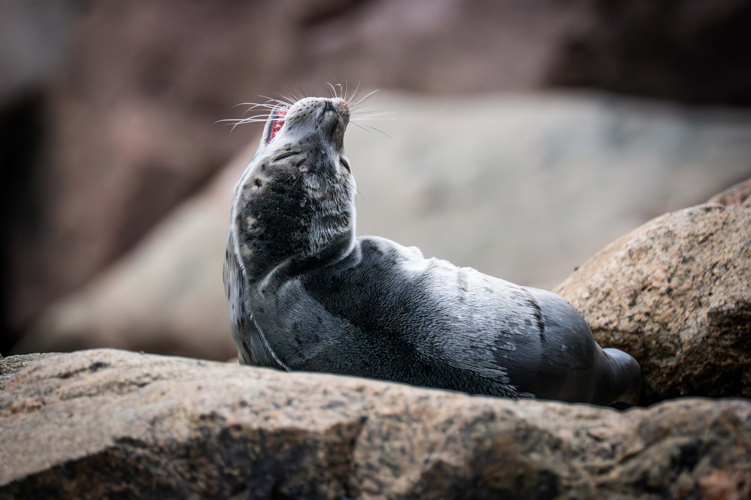 Bébé phoque commun sur les rive du saint-laurent sur la cote-nord du quebec