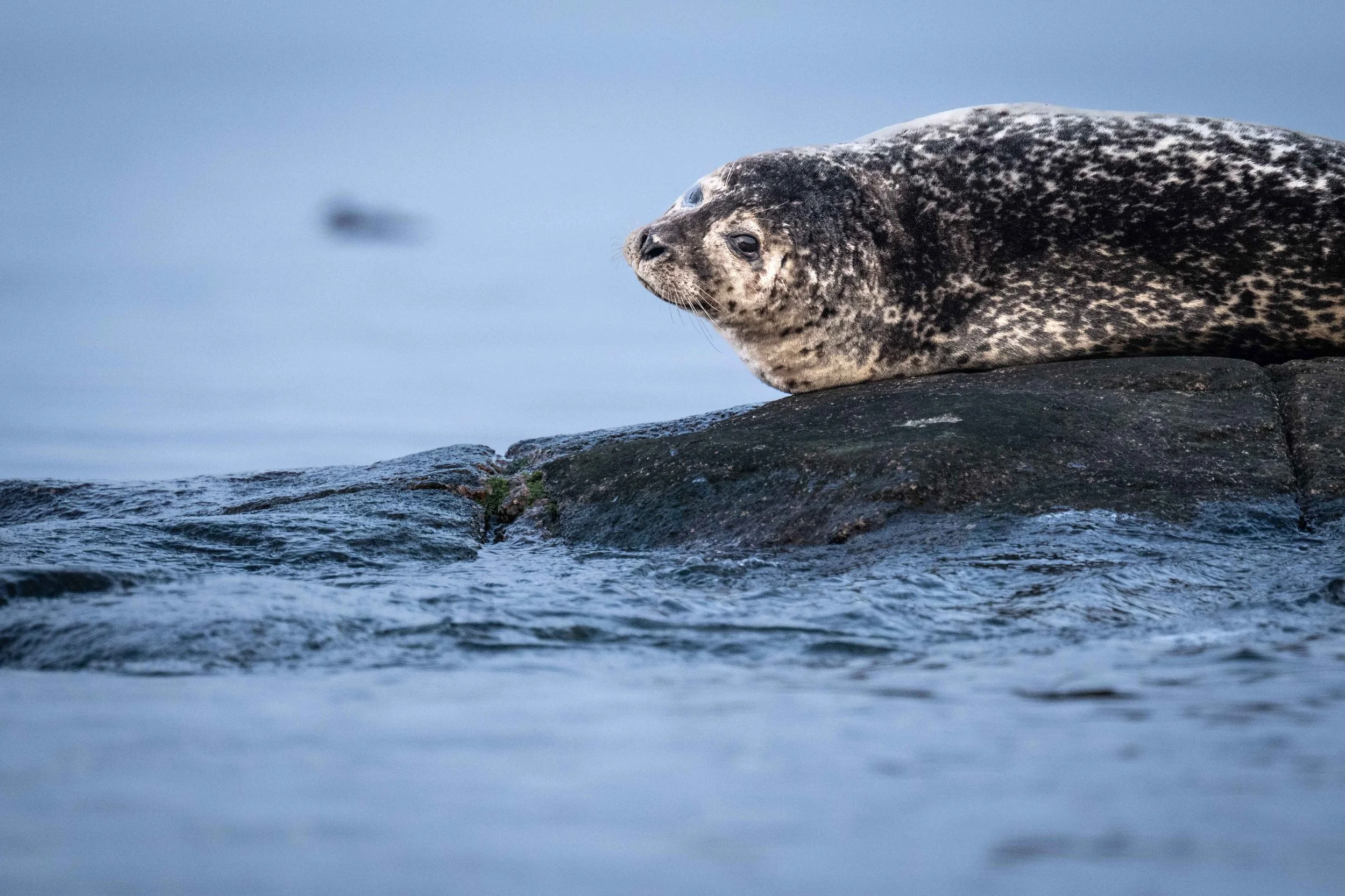 phoque commun québec saint-laurent escoumins tadoussac