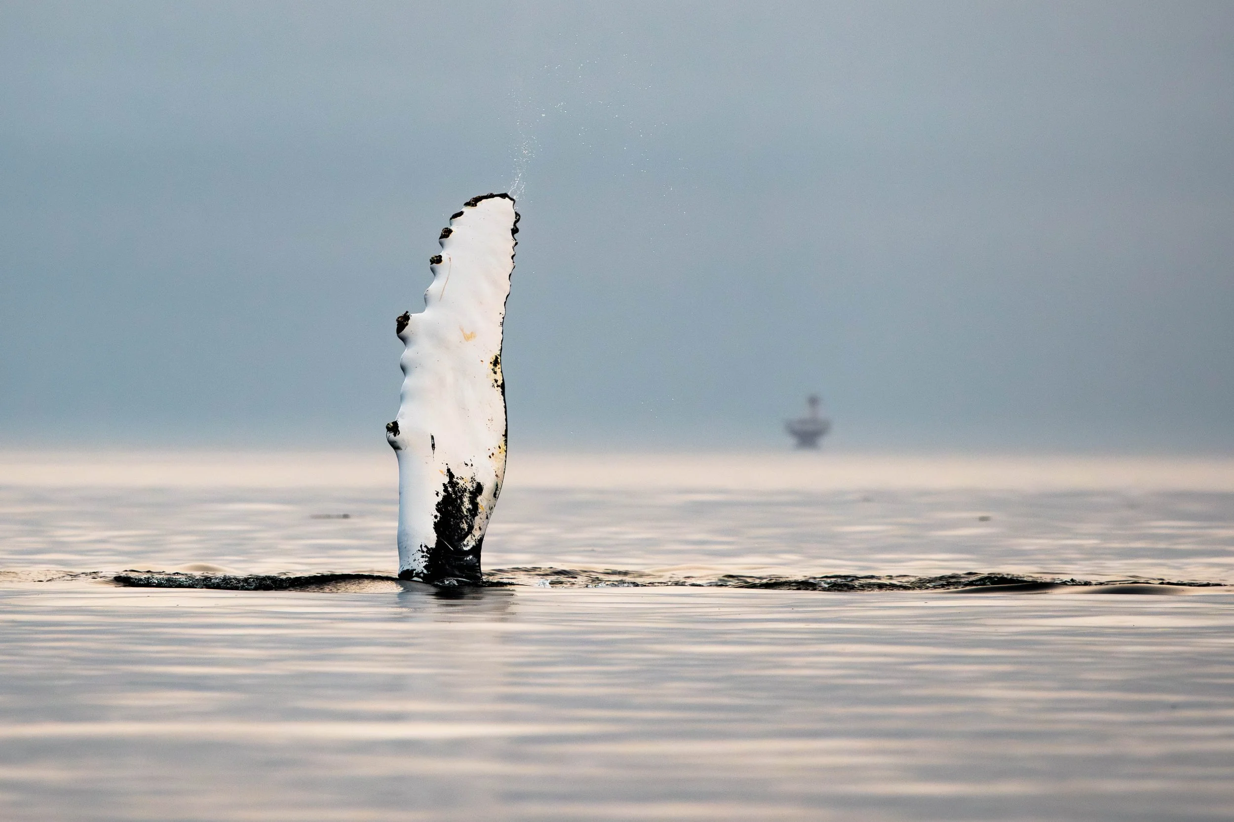 _DSC0294-Avec accentuation-Bruit.jpg