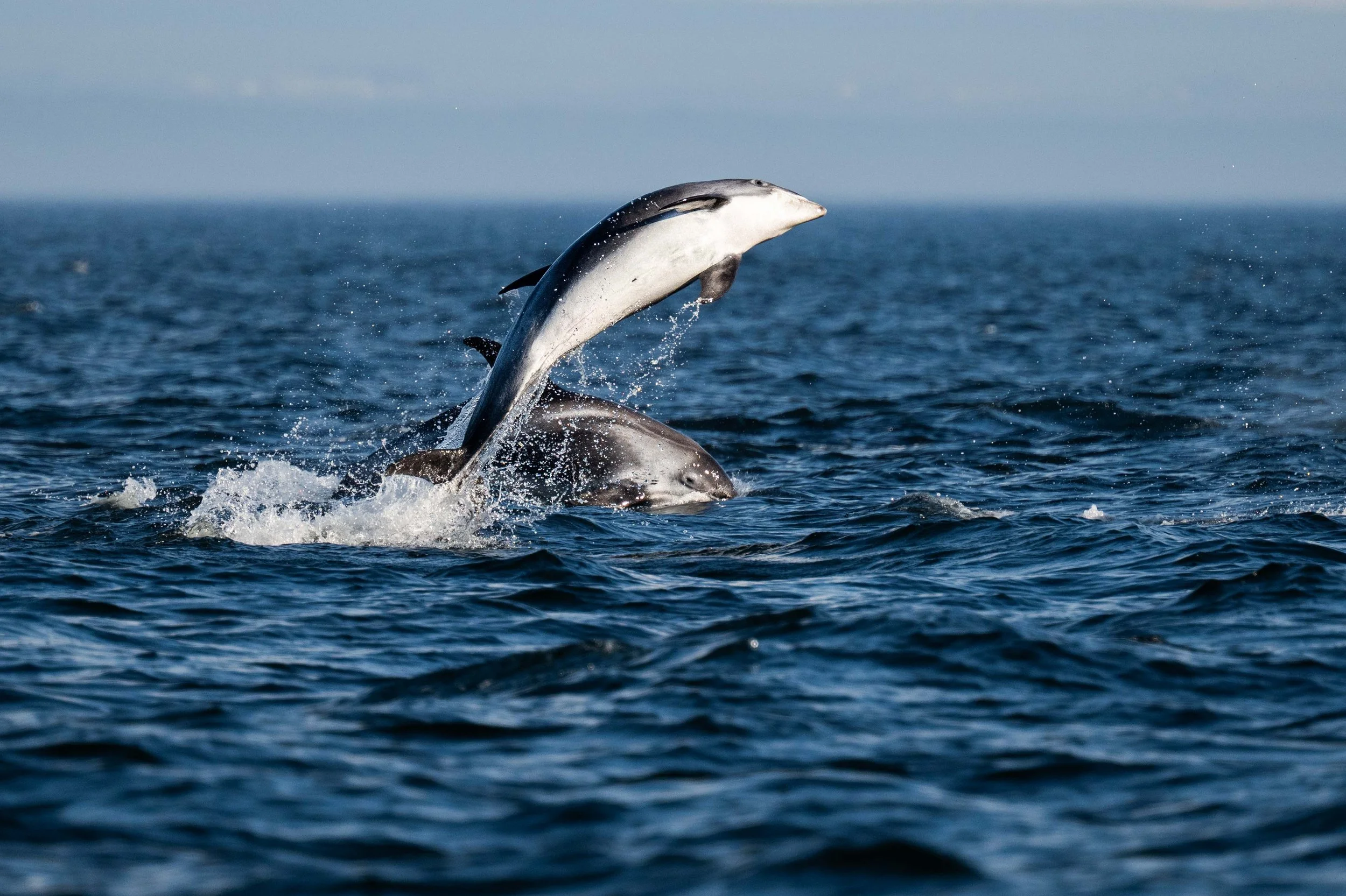 dauphin à nez blanc tadoussac saut
