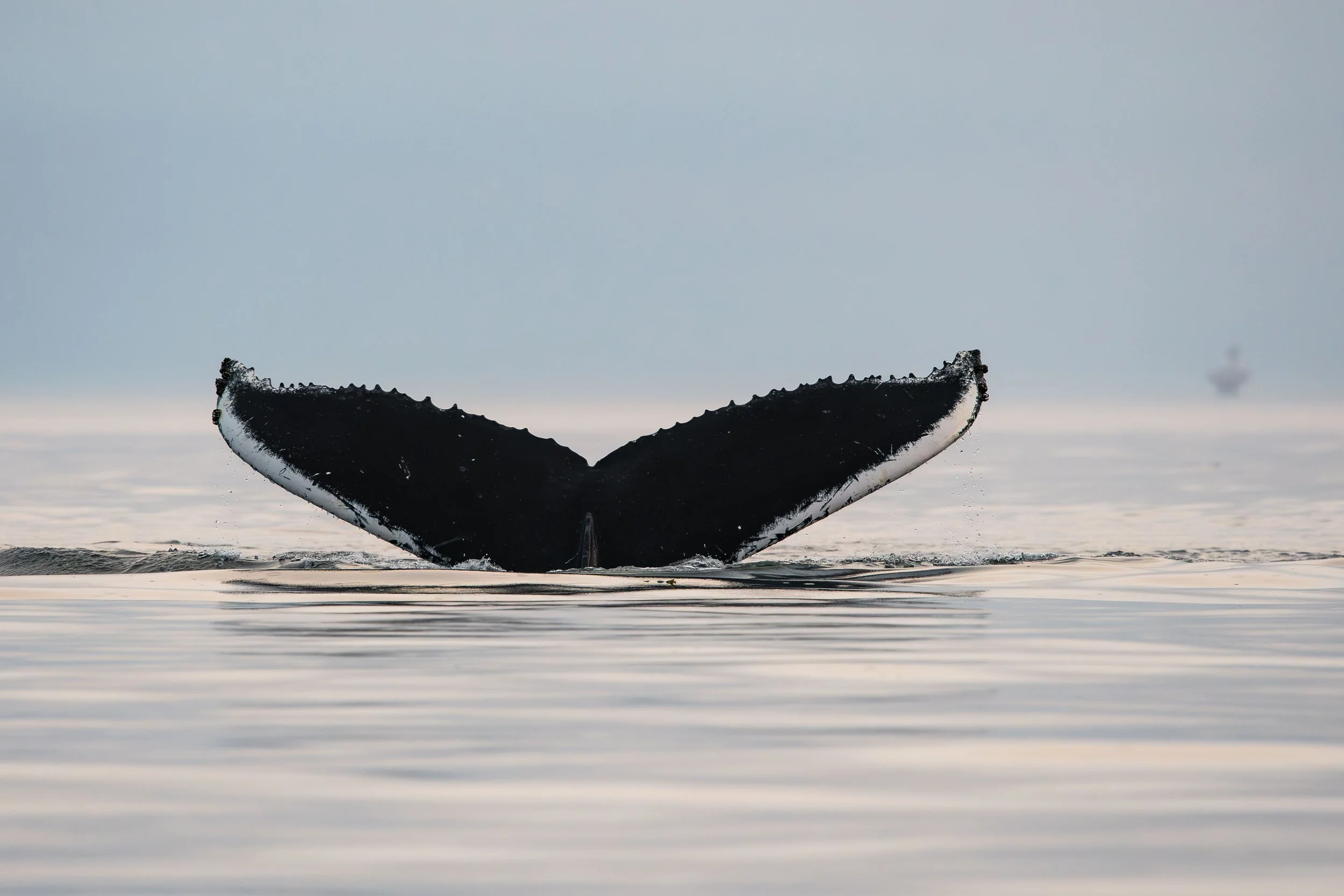 baleine à bosse rorqual tadoussac escoumins québec 

