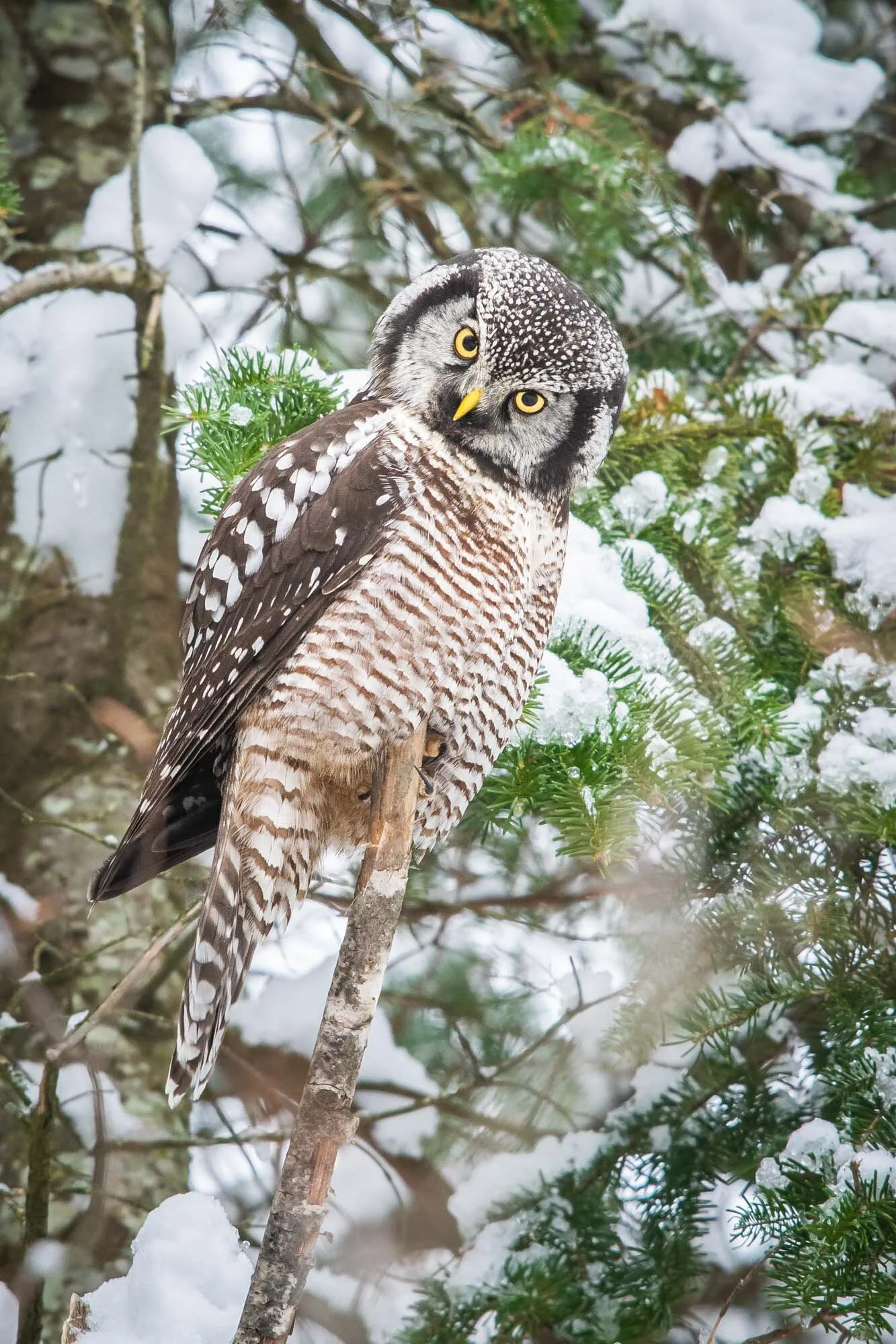 Chouette épervière Northern Hawk Owl Surnia ulula