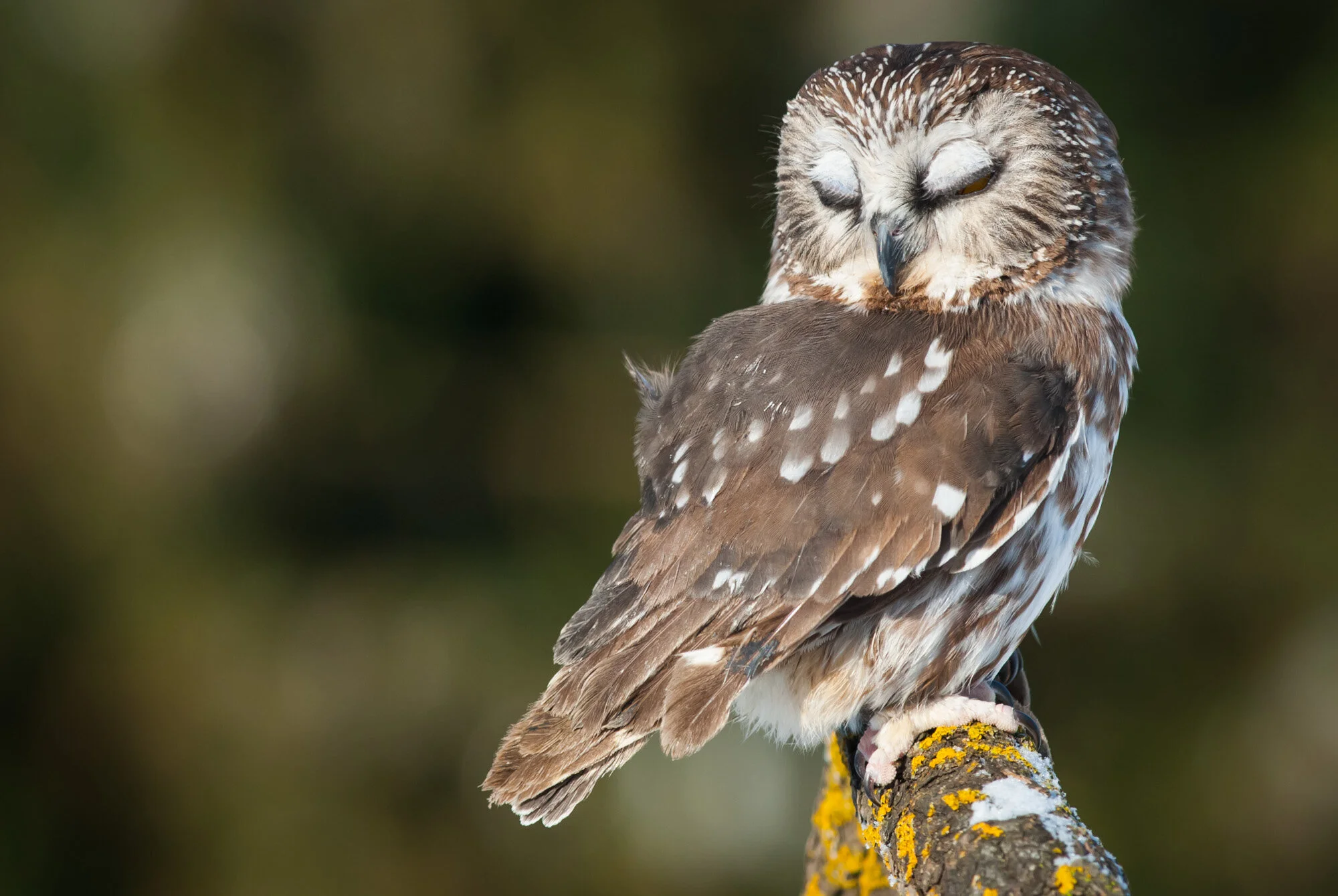 Petite Nyctale Northern Saw-whet Owl Aegolius acadicus