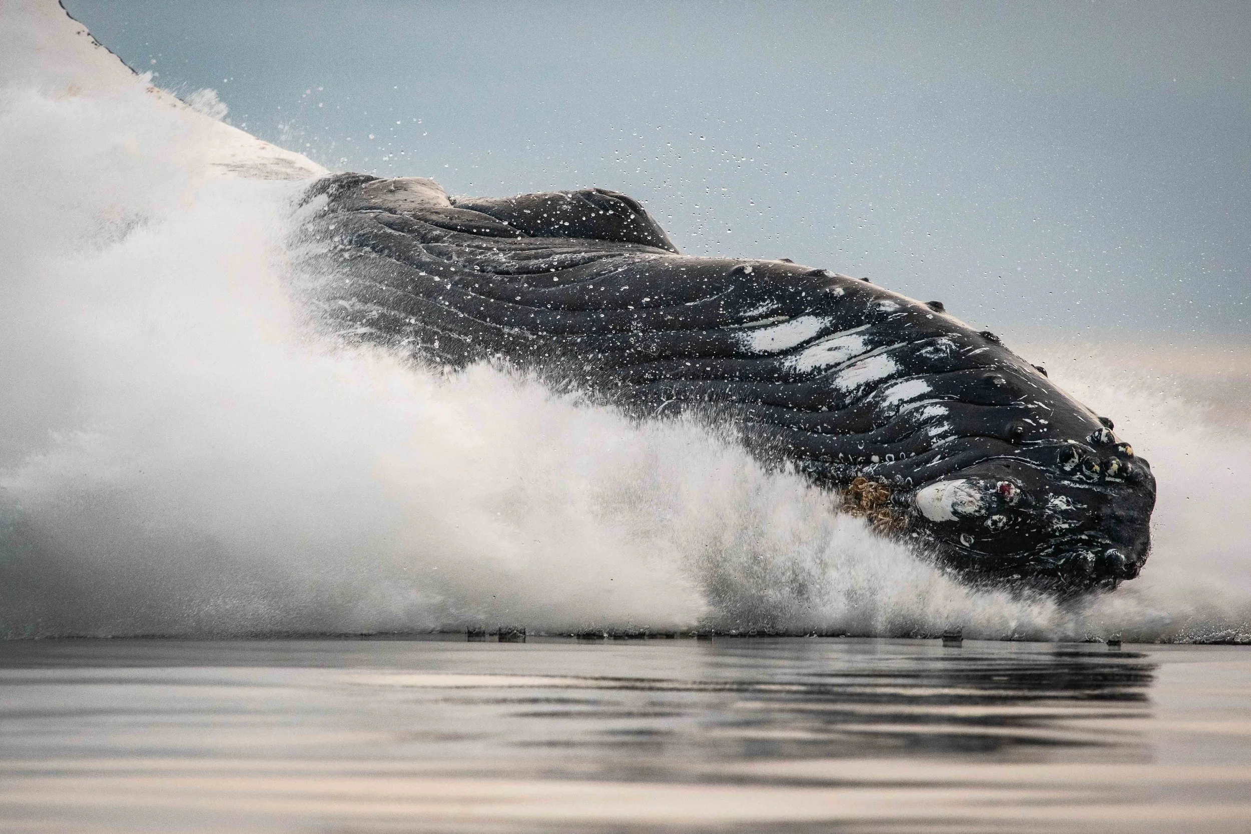 baleine à bosse rorqual tadoussac escoumins québec 
