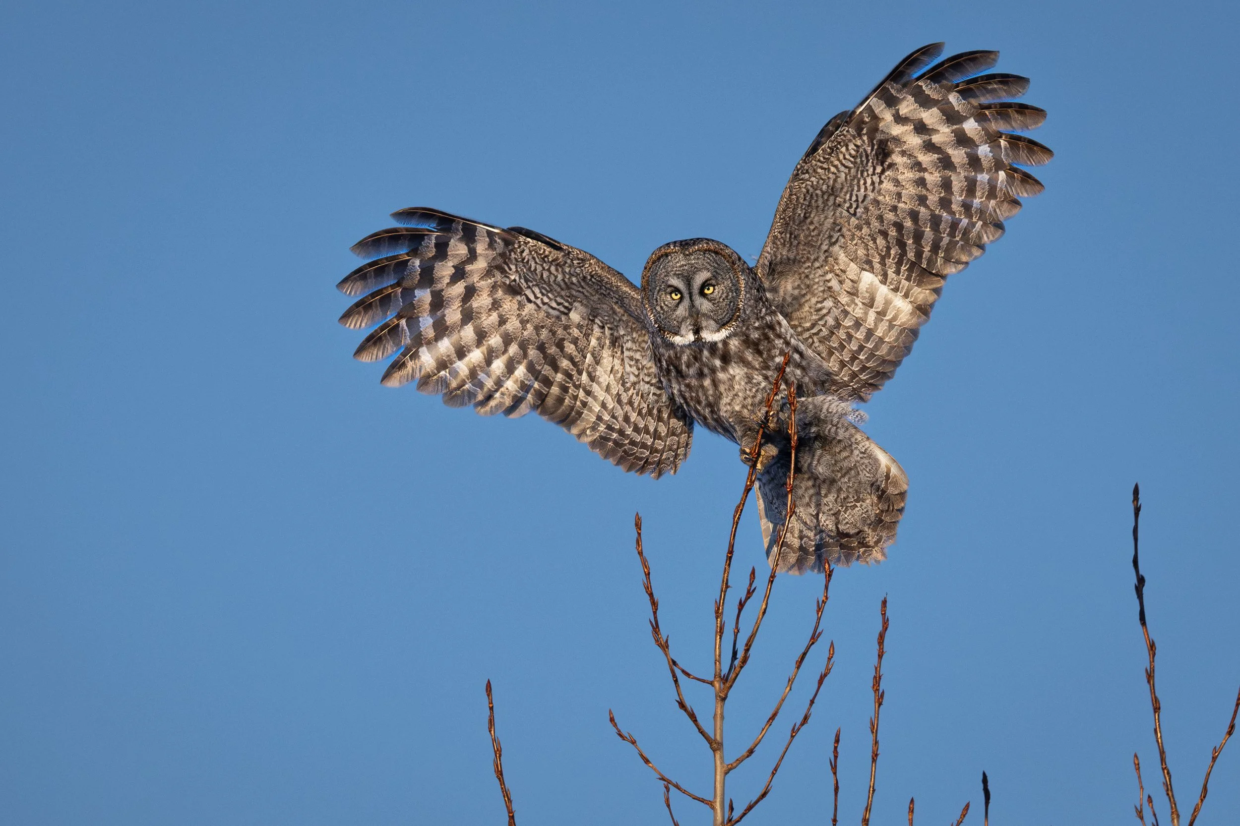 Chouette lapone atteri au sommet d'un arbre l'hiver au Québec