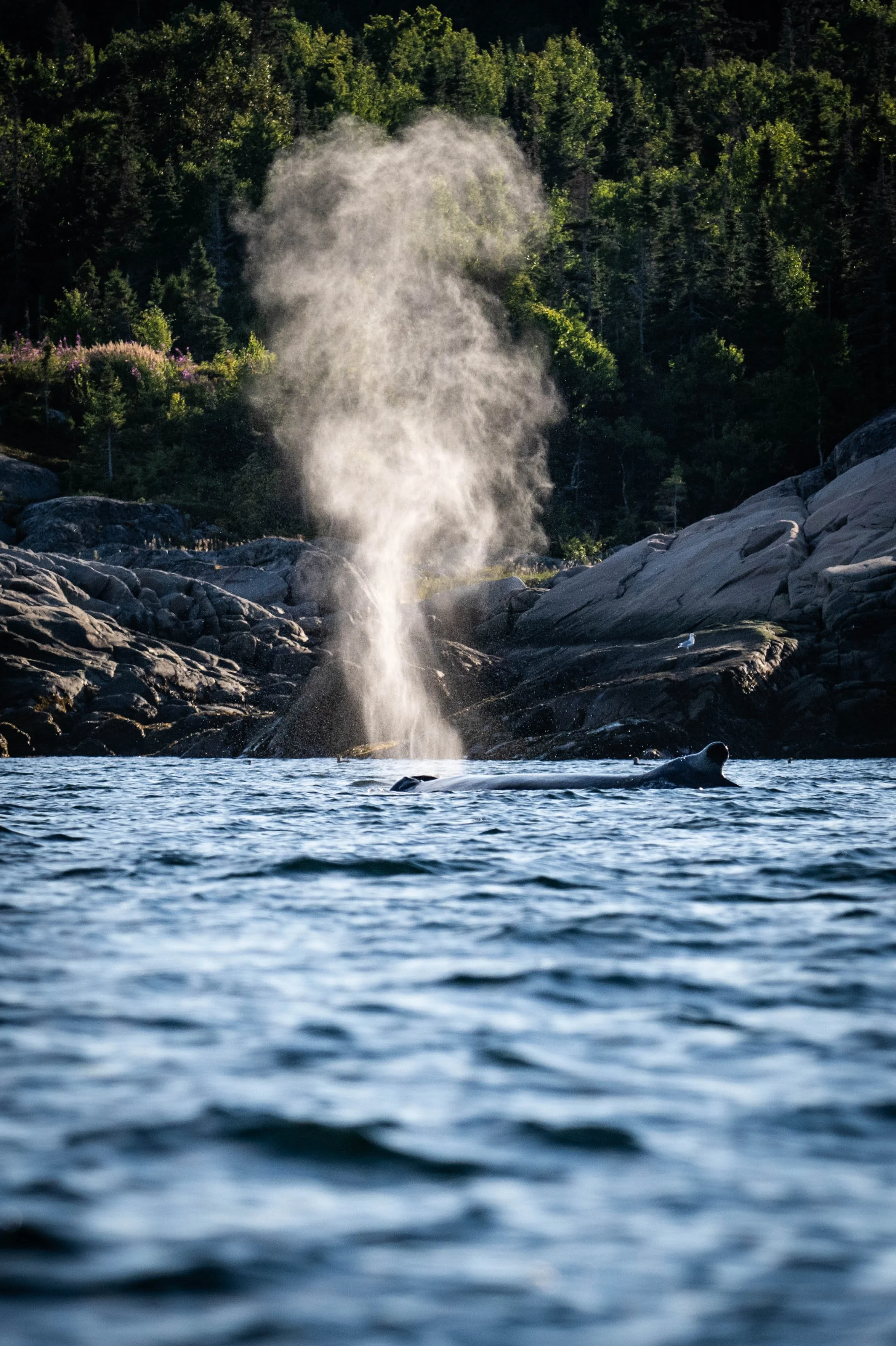 baleine à bosse rorqual tadoussac escoumins québec