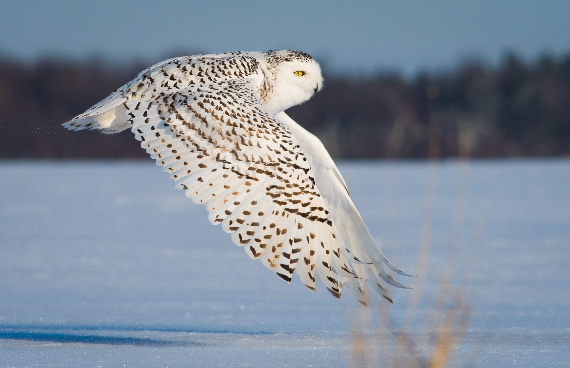 Harfang des neiges Bubo scandiacus snowy owl