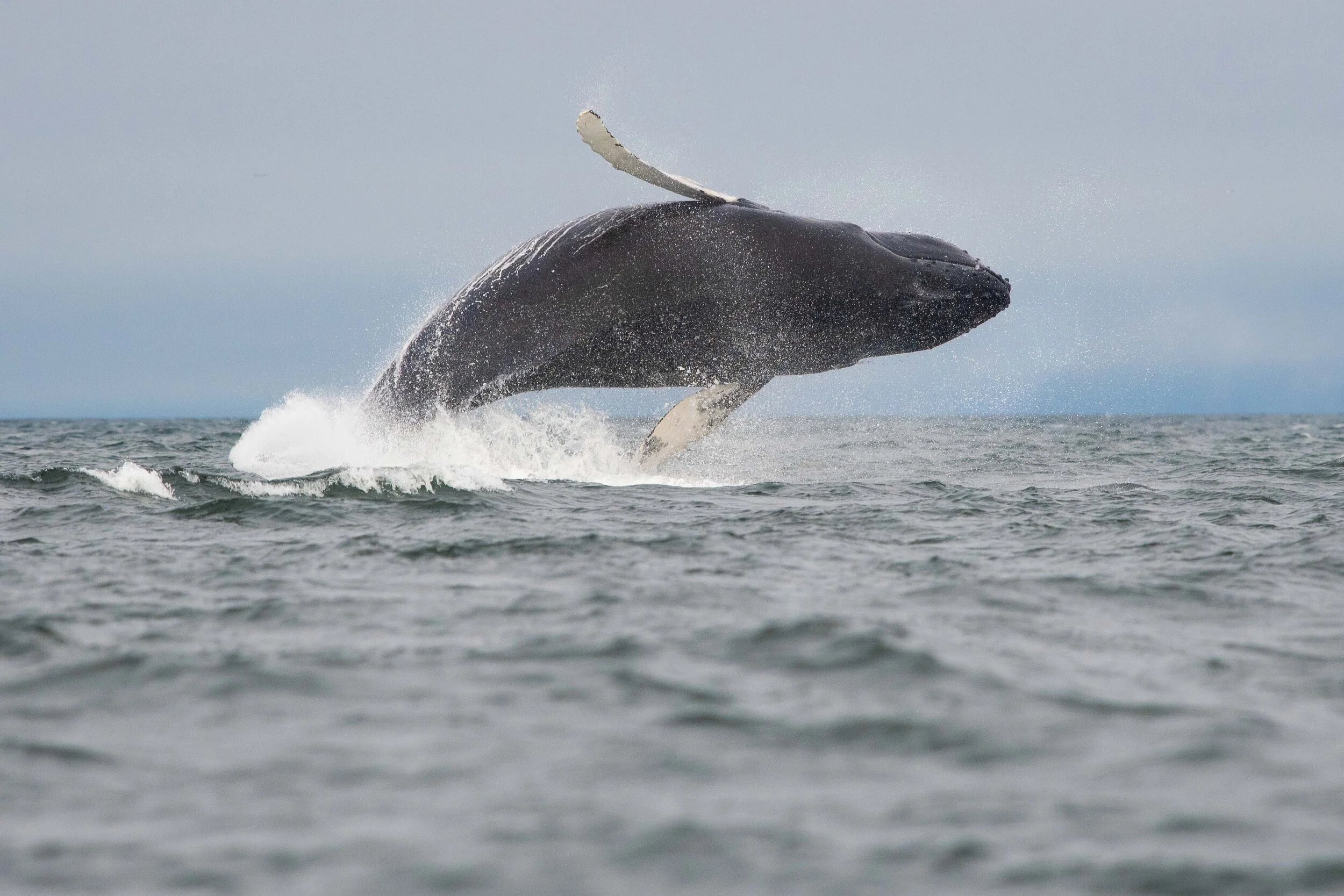 saut de baleine à bosse tadoussac saint-laurent breach humpback québec canada croisière 