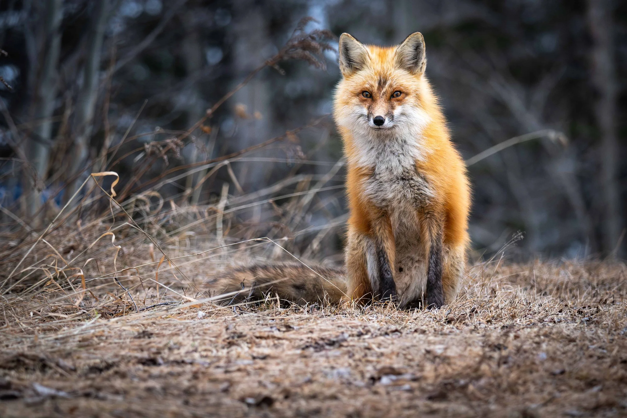 Renard roux assis dans les herbes sur la cote-nord au Quebec
