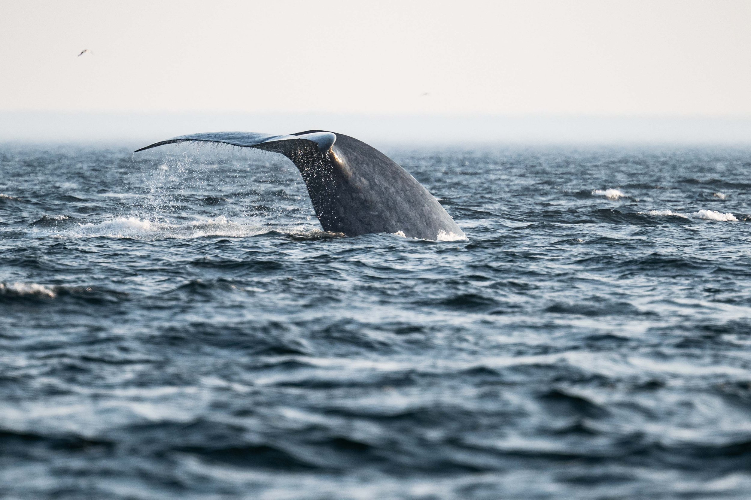 baleine bleue montre la queue dans le saint-laurent au quebec