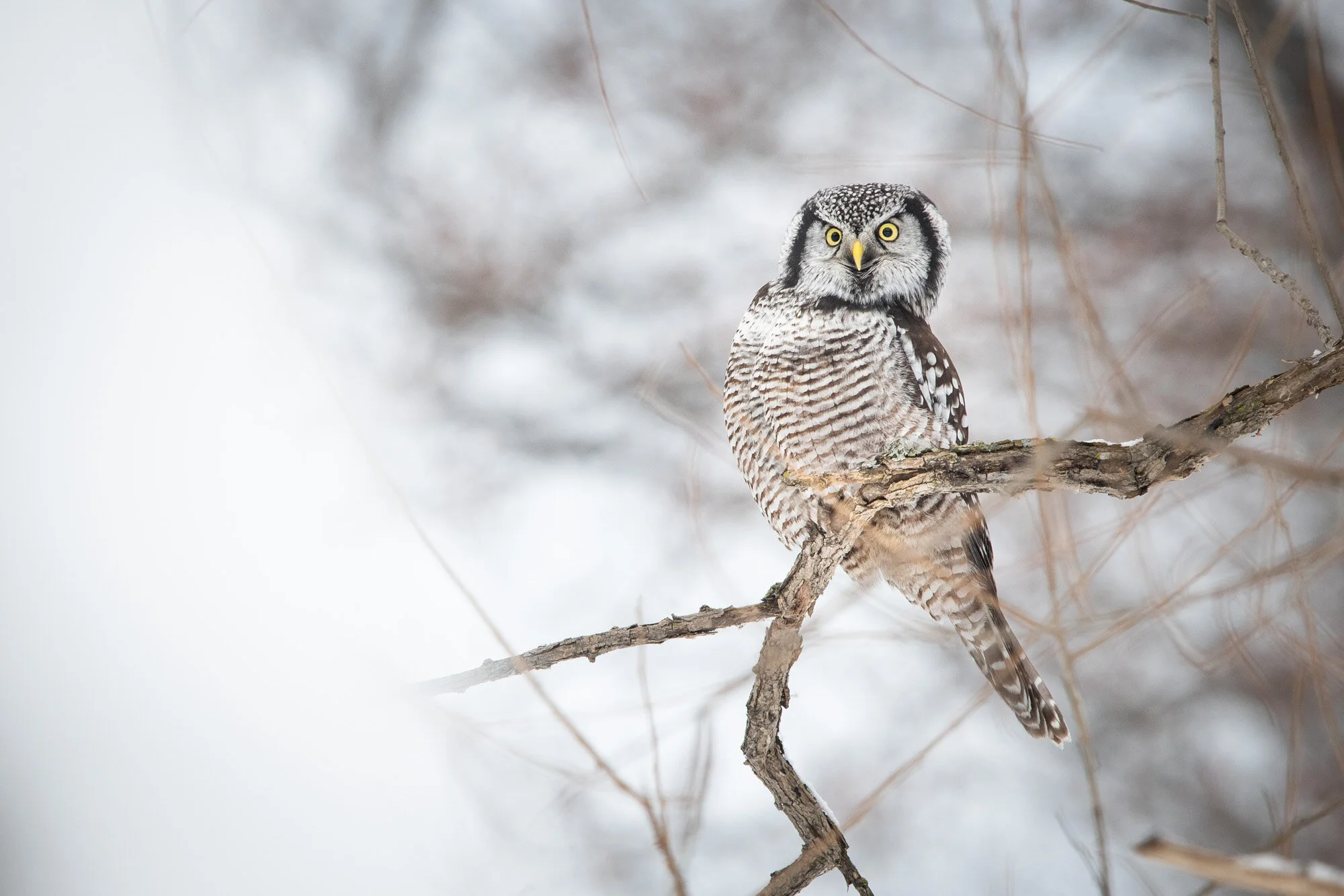 Chouette épervière Northern Hawk Owl Surnia ulula