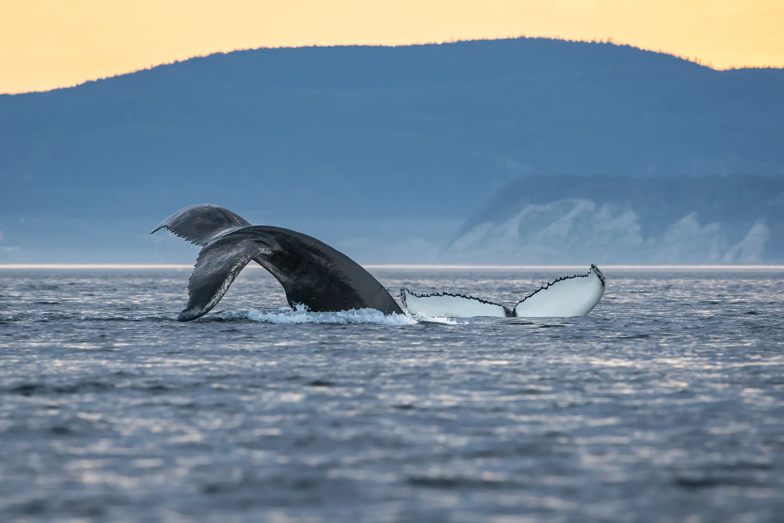 queues de baleine à bosse tadoussac
