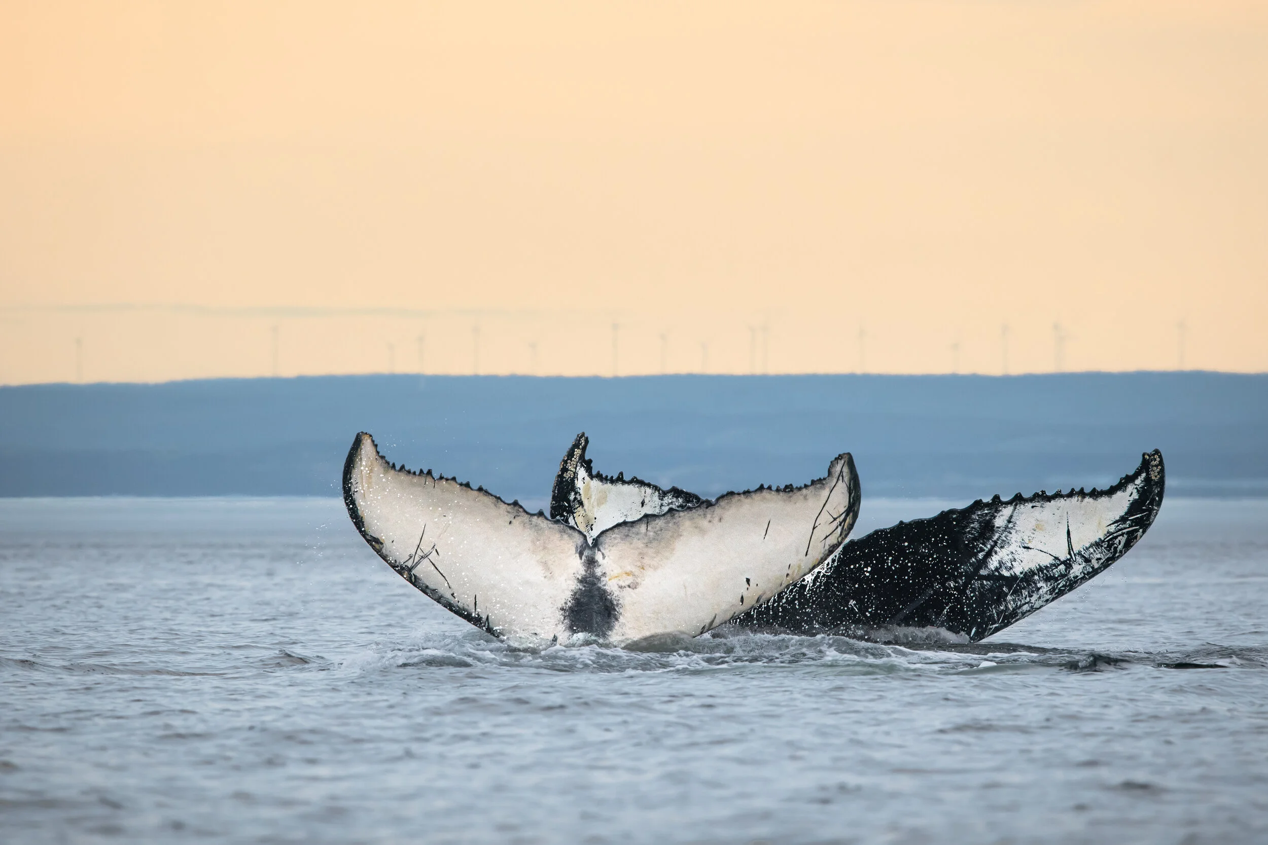 baleine à bosse mère et son baleineau queue tadoussac